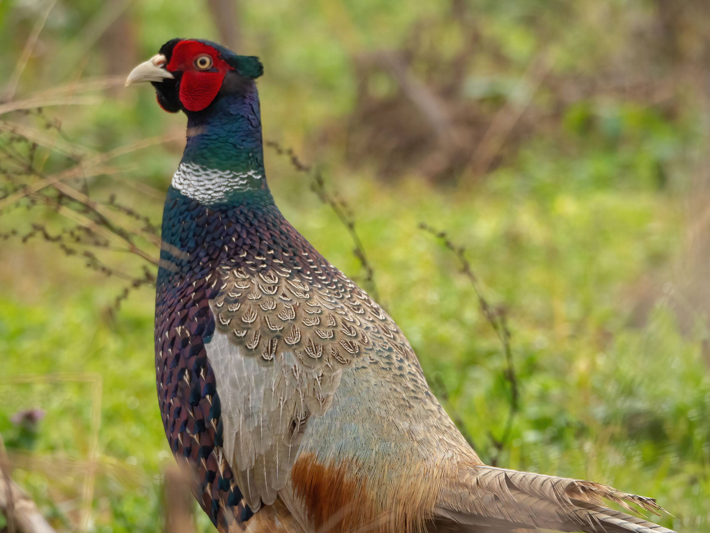 Phasianus colchicus