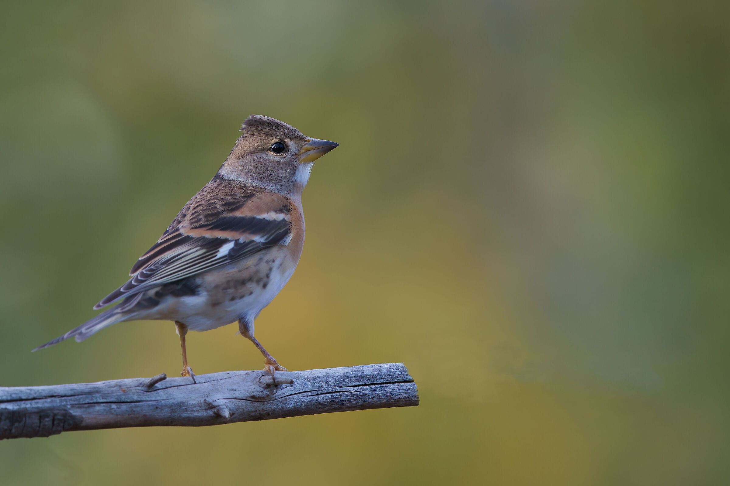 Brambling
