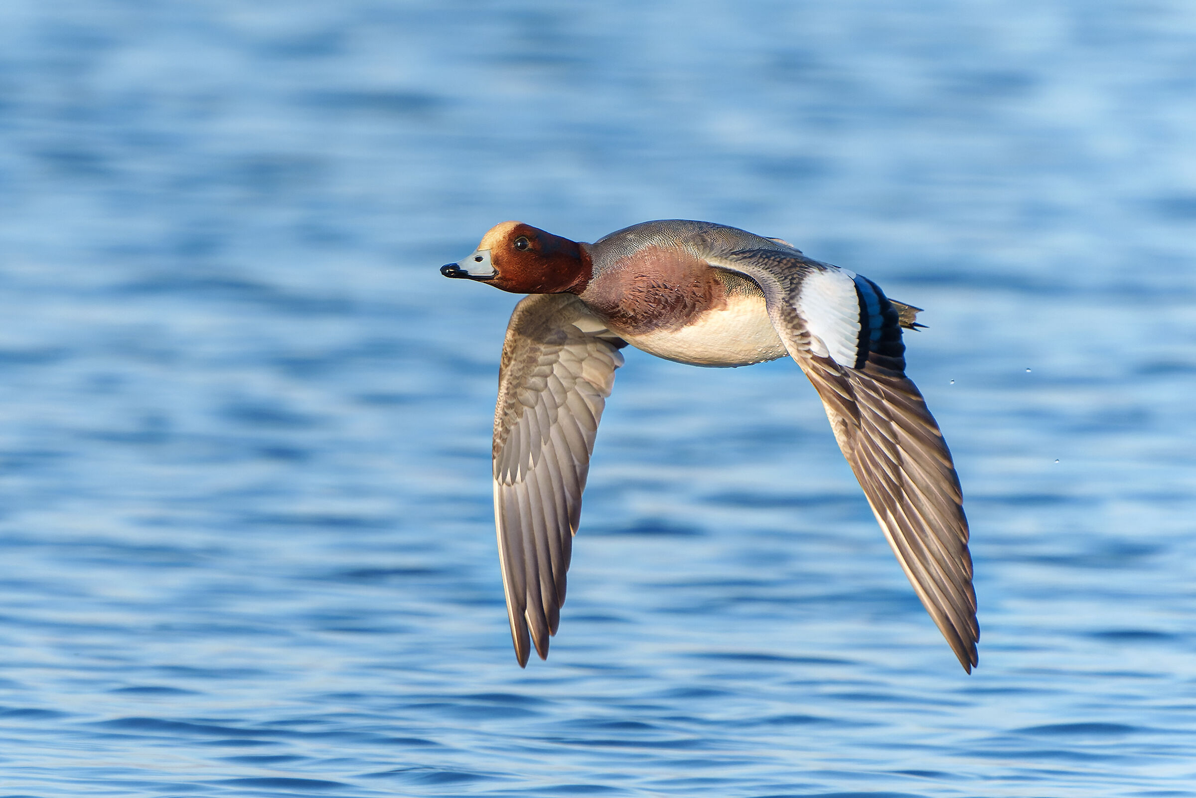 Eurasian wigeon