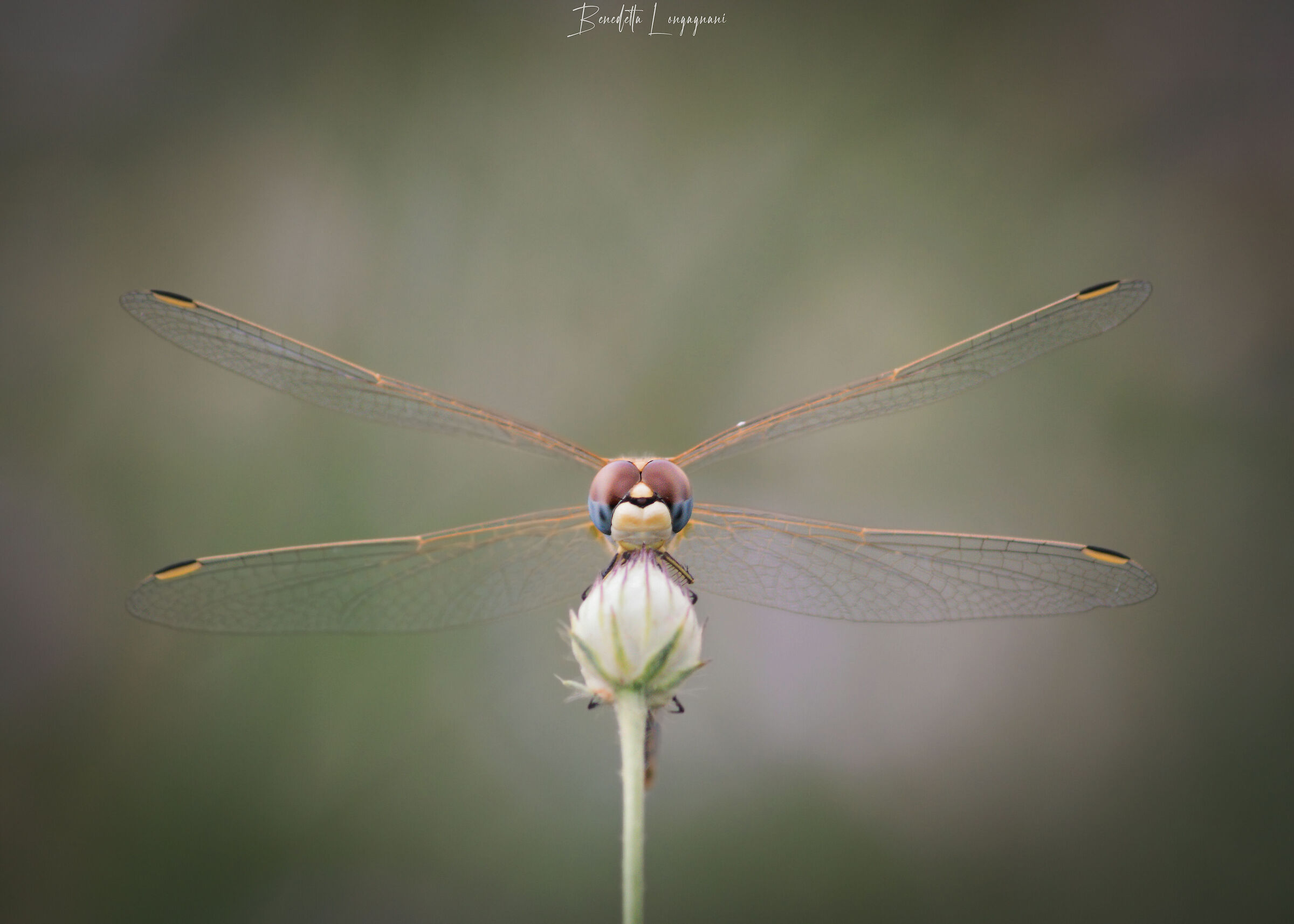 "Shall I put myself like this?"