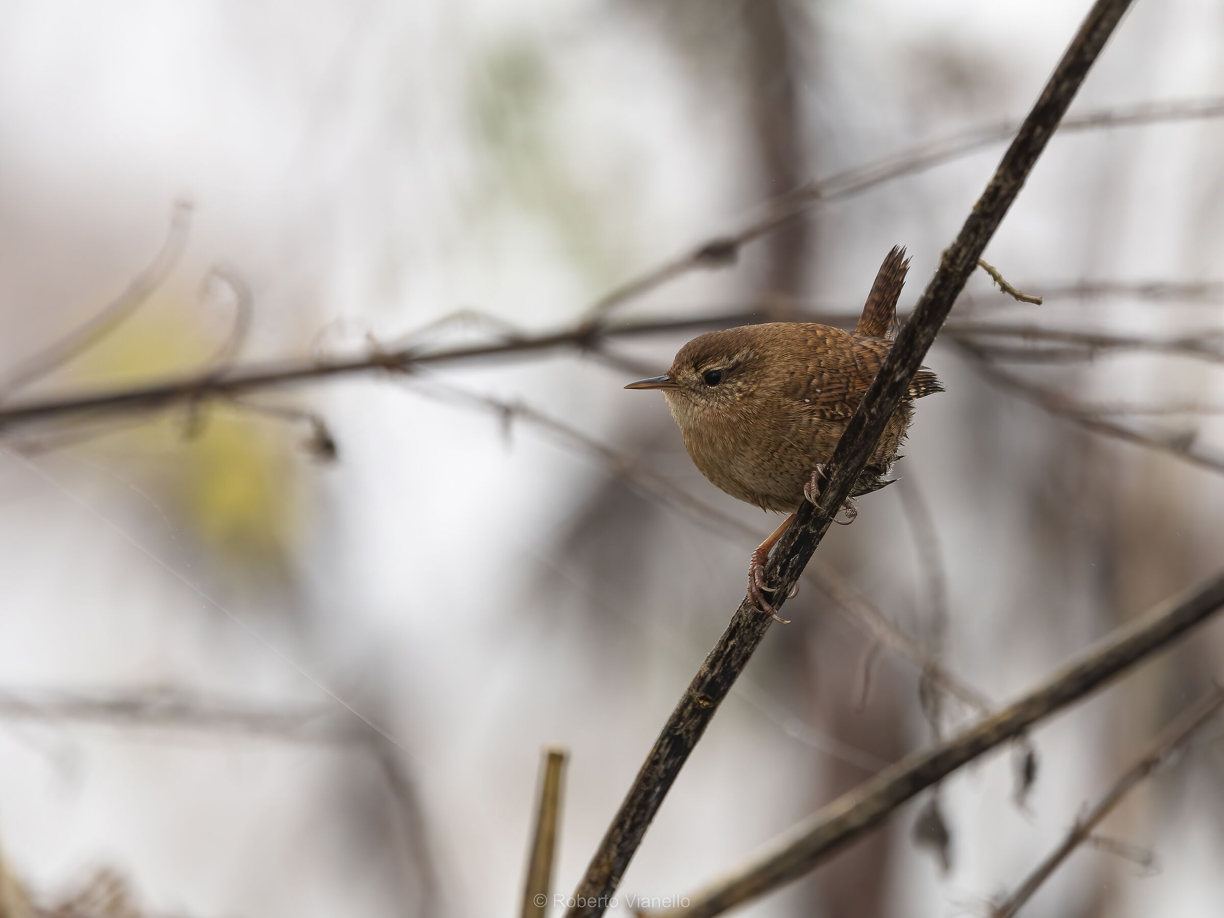 Scricciolo (Troglodytes troglodytes)