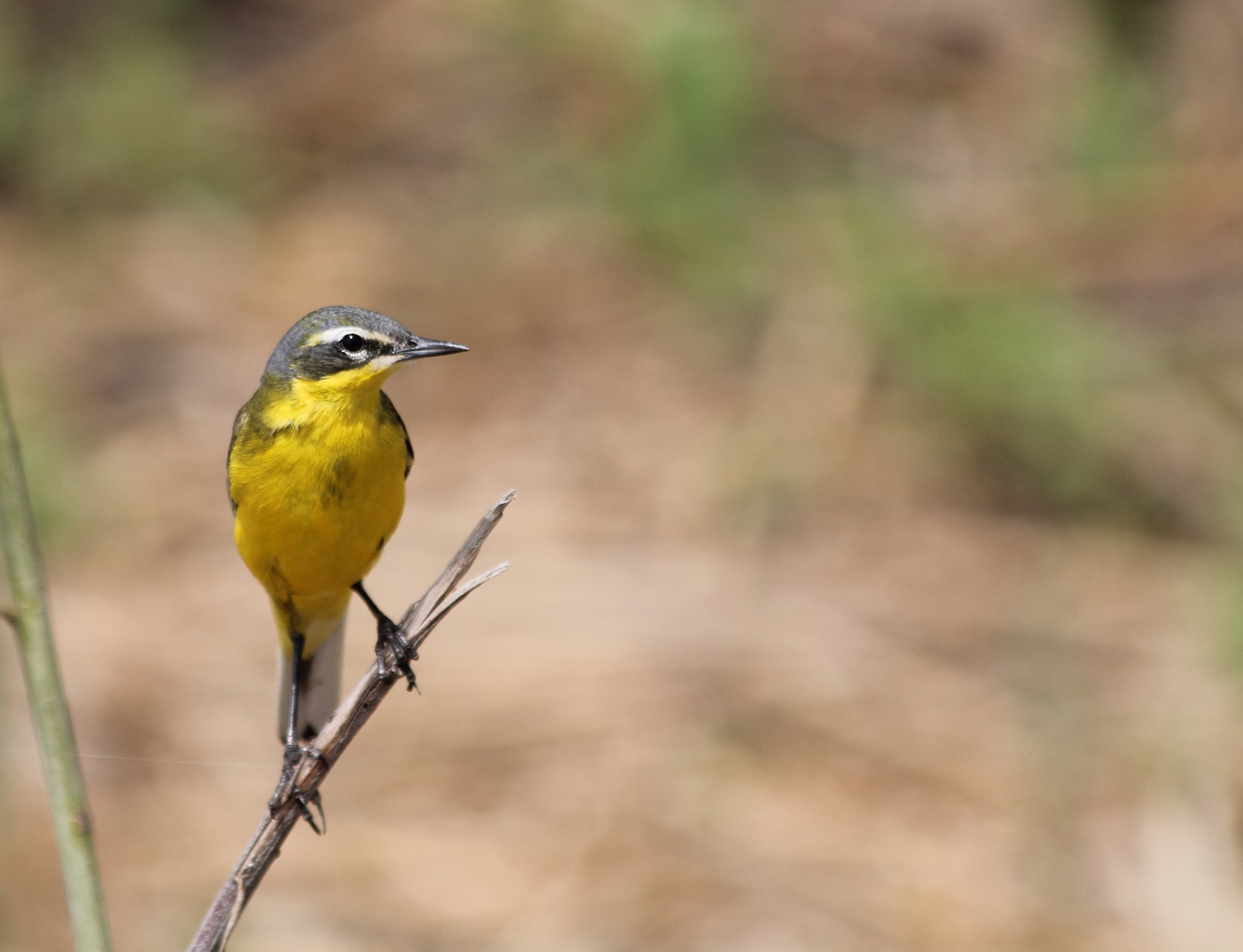 ballerina gialla o cutrettola? Forse la seconda...