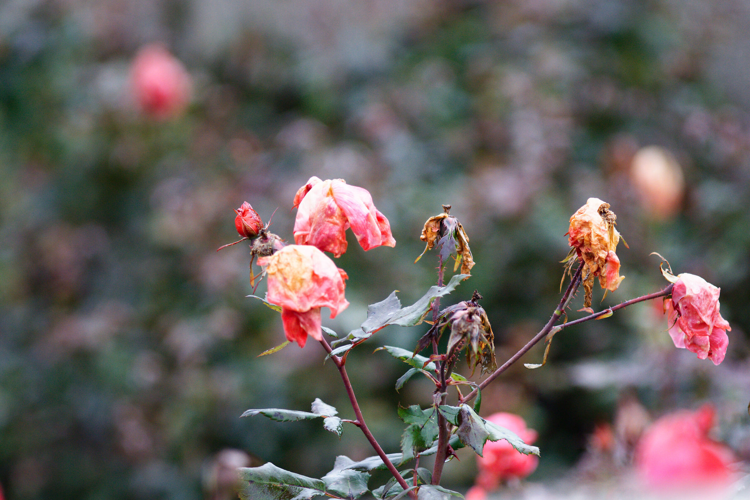 December Roses