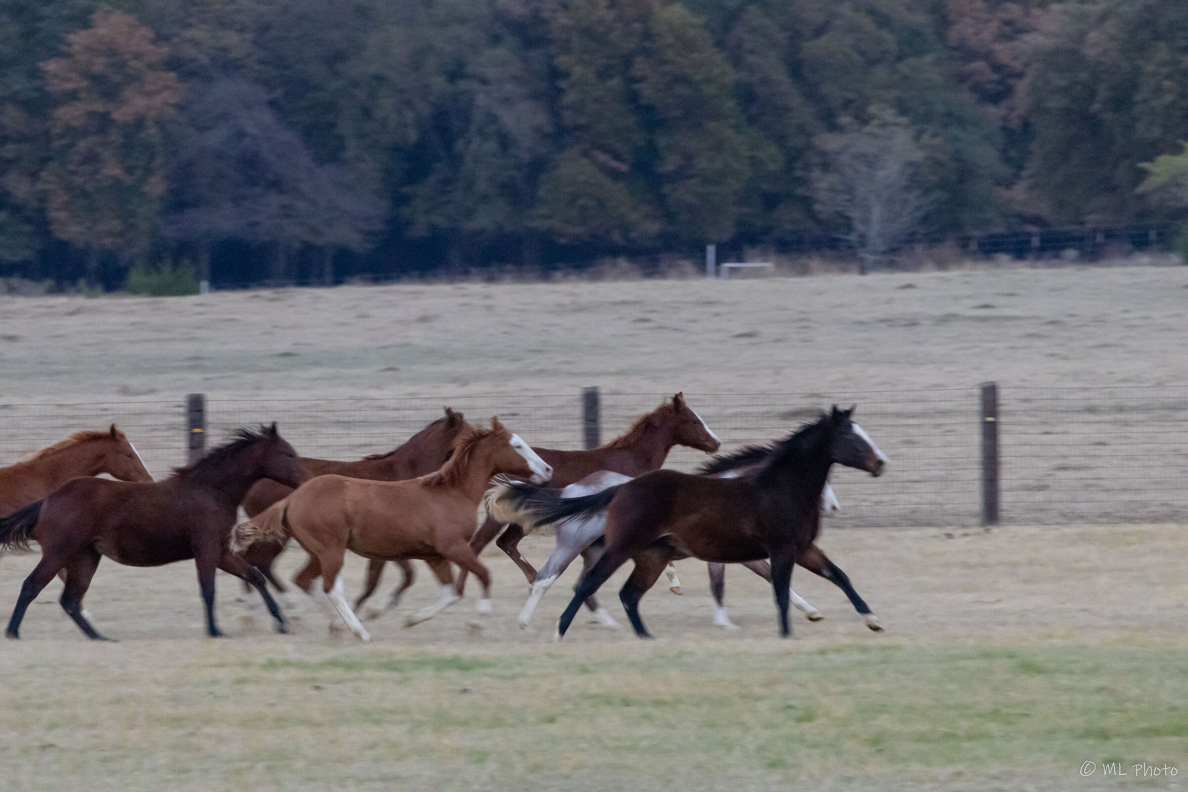Galloping foals