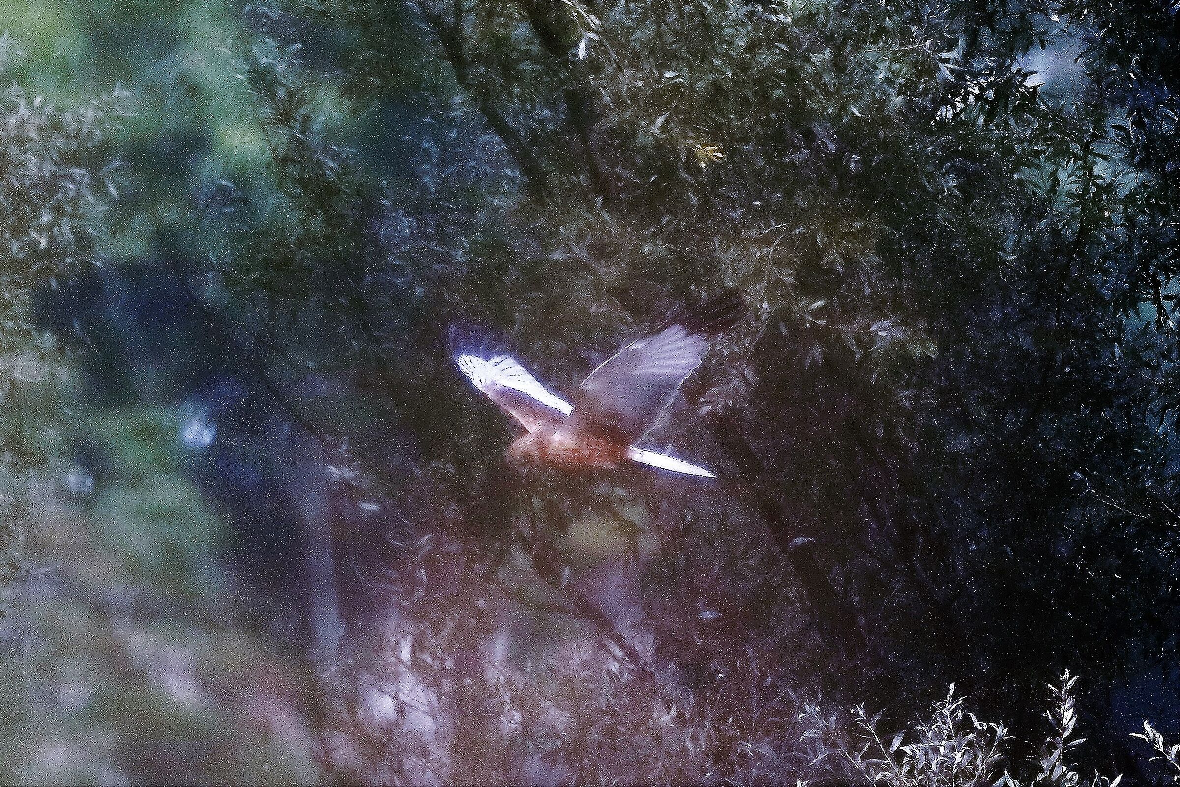 falco di palude 12-10-2022