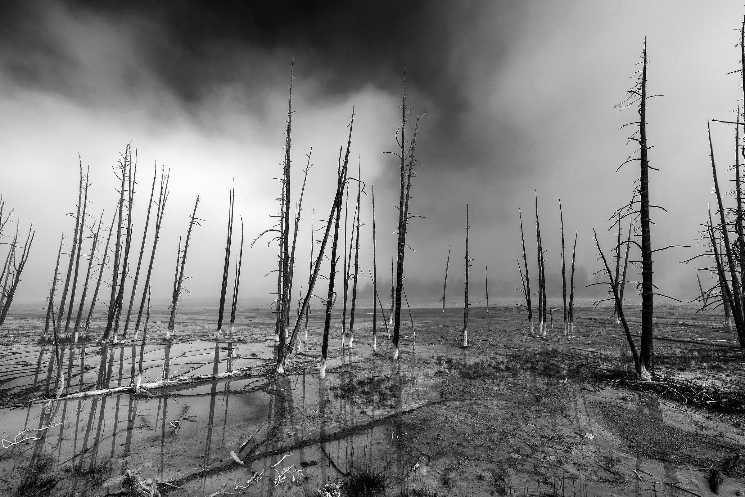 Paesaggio con alberi secchi