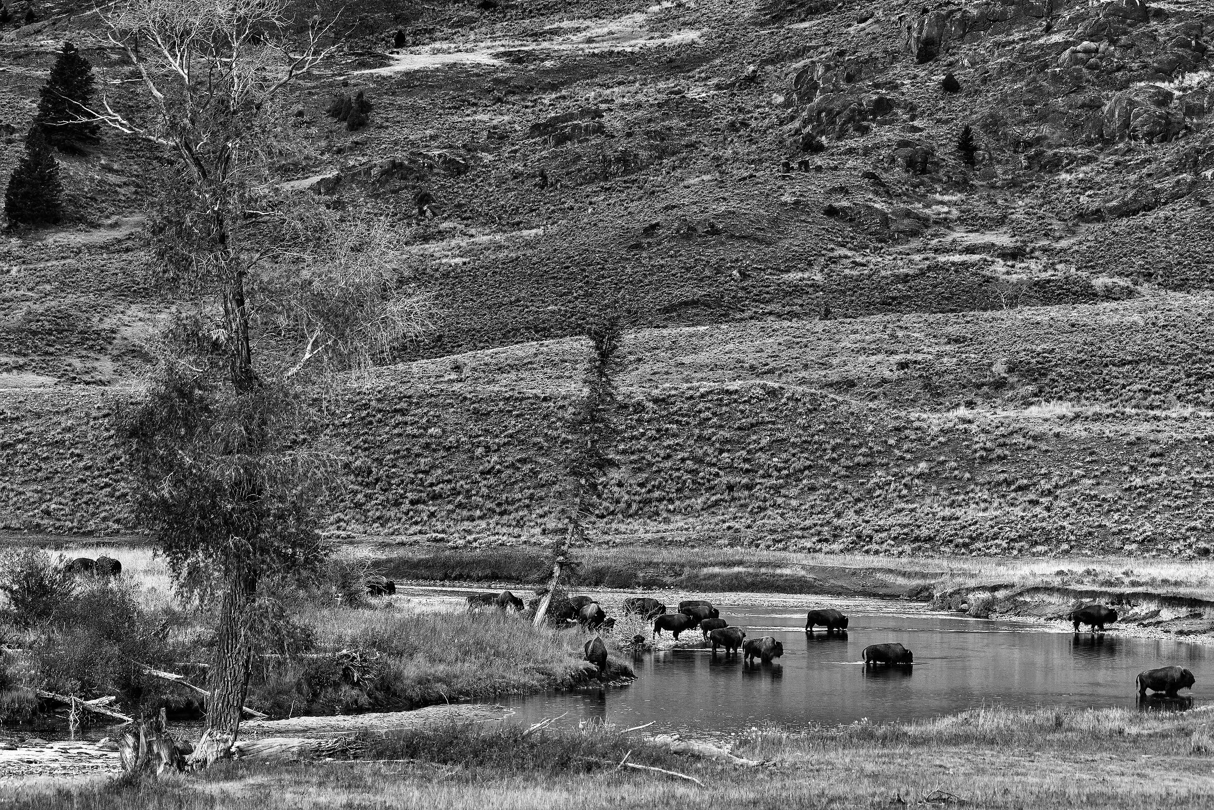 Bisonti (Bison bison), Buffalos