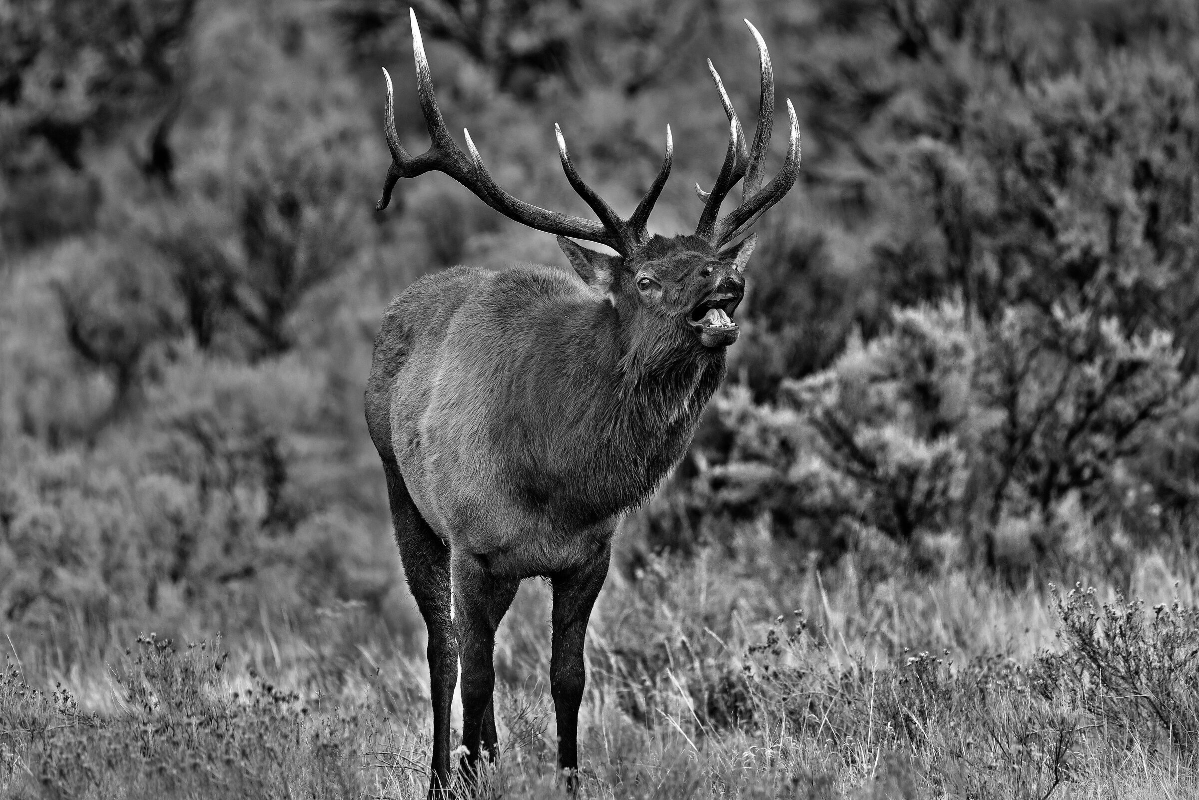 Cervo canadese (Cervus elaphus canadensis)