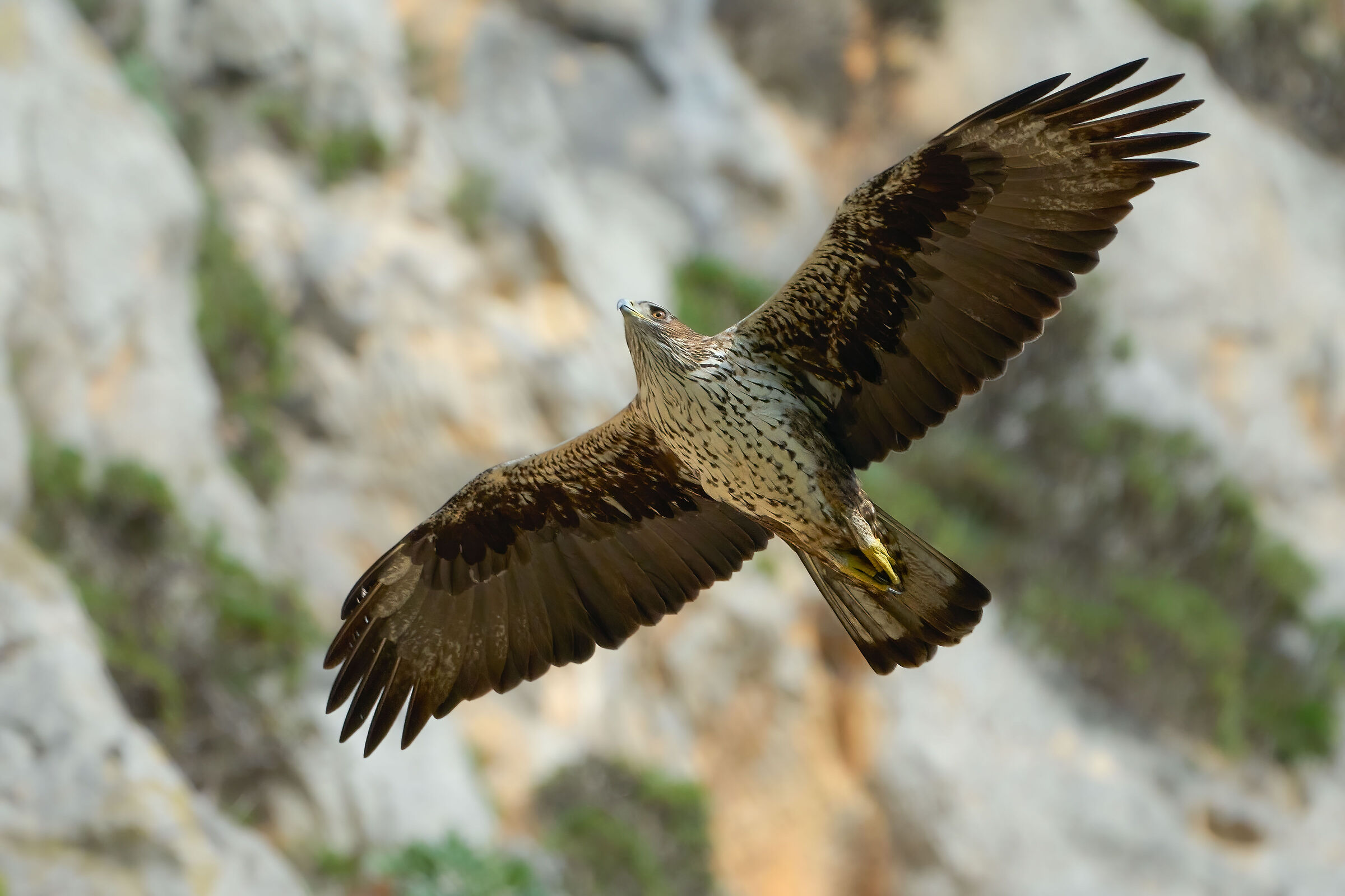 Bonelli's Eagle