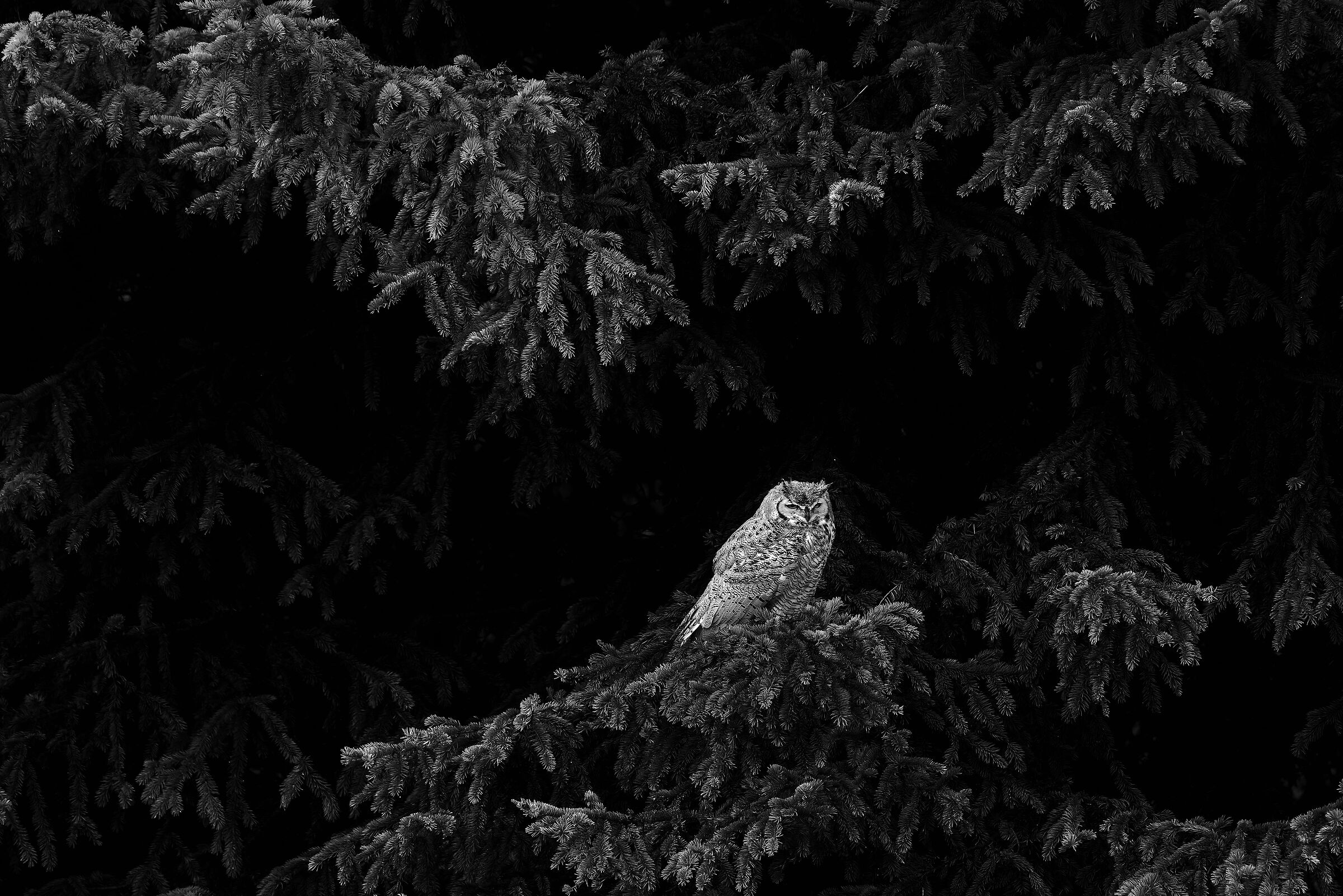 Gufo reale (Bubo bubo)