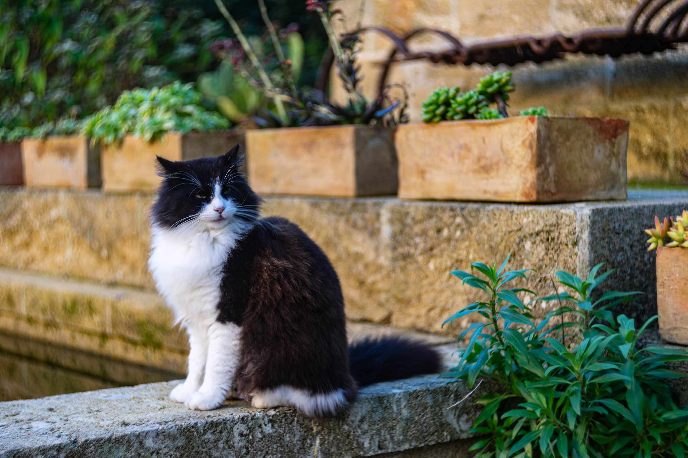 La gatta pensierosa. Auguri di buon Natale a tutti!