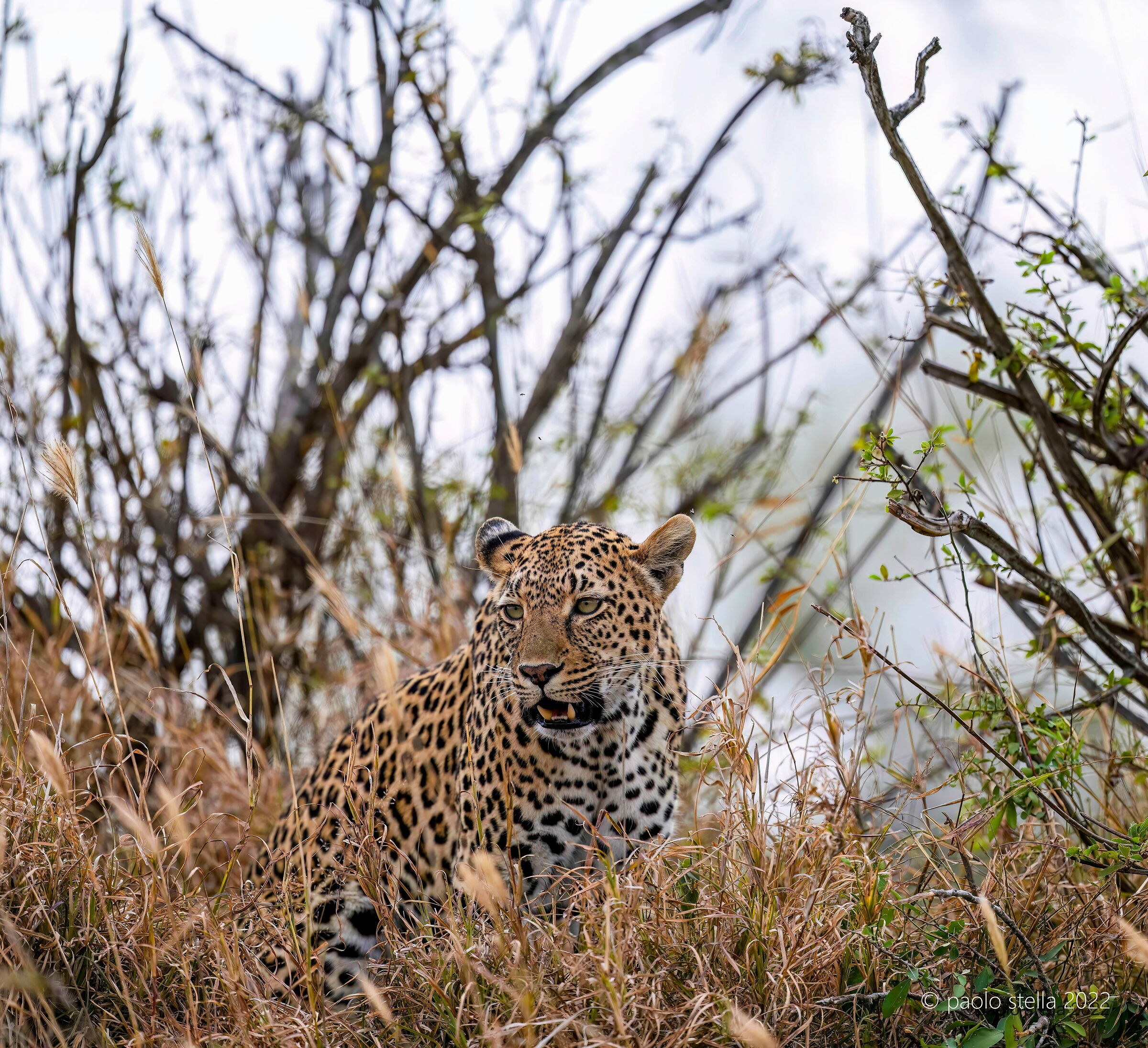 In the bush hunting