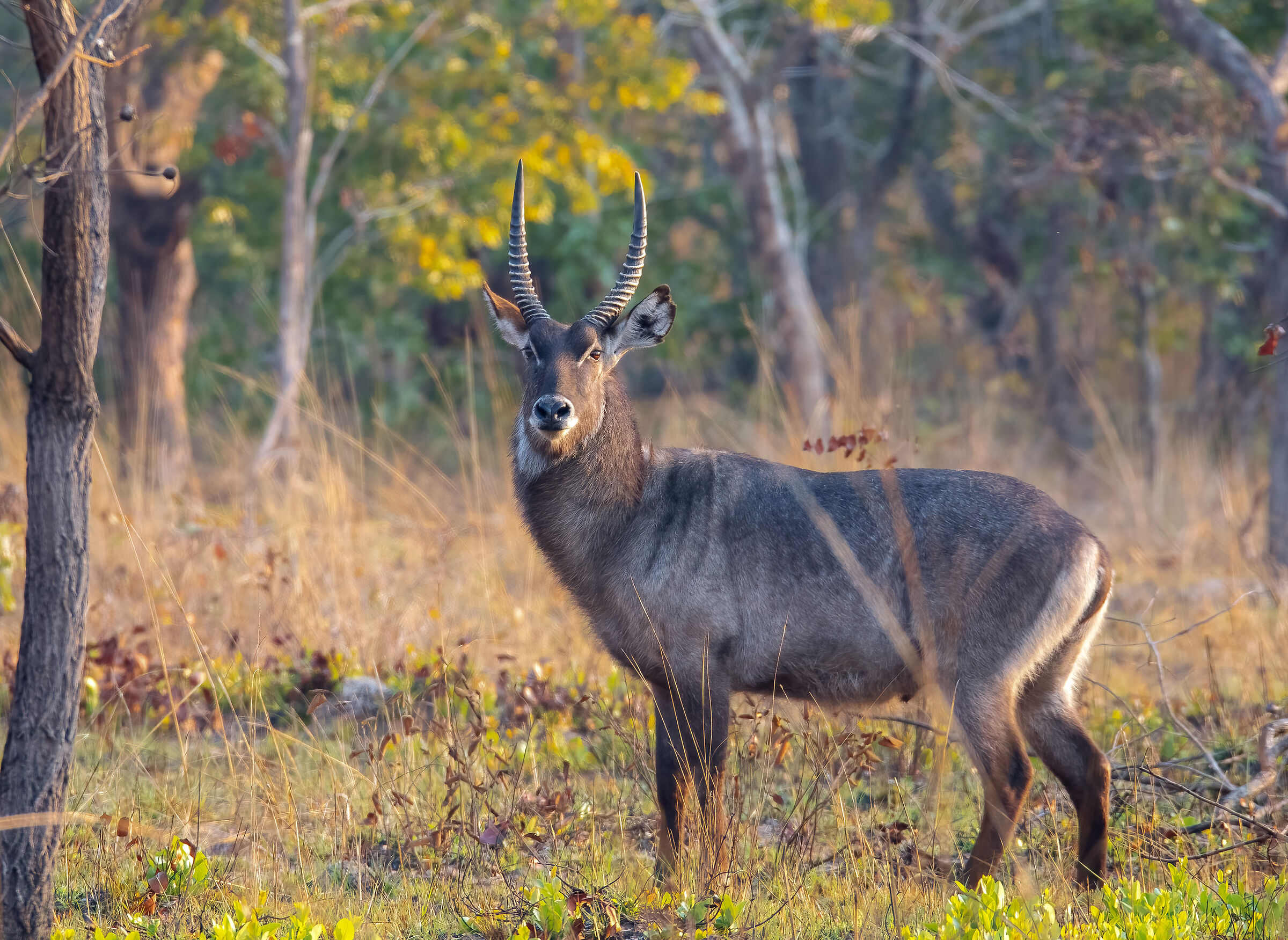 Antilope d'acqua (Kobus ellipsiprymnus)