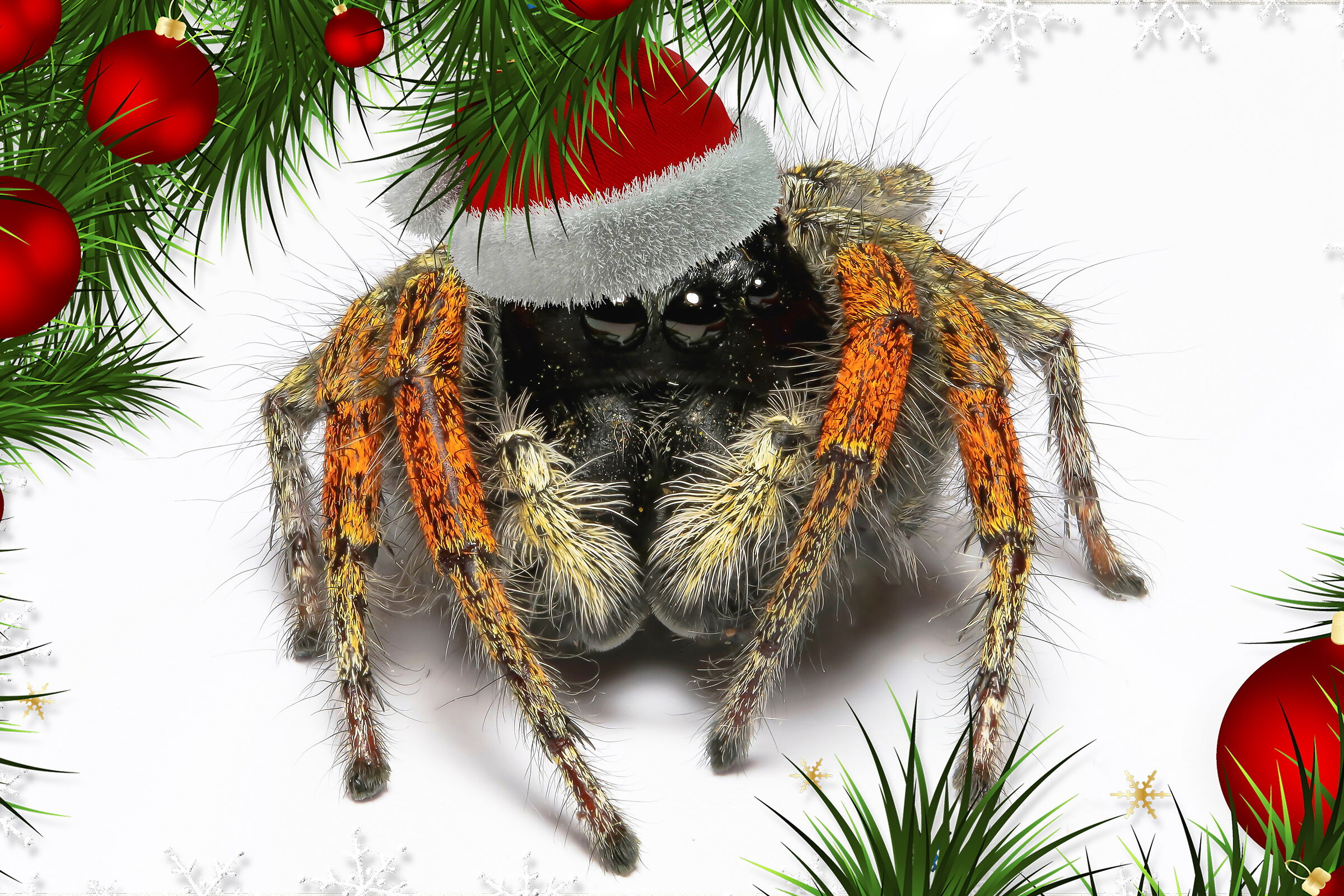 Philaeus chrysops at Christmas