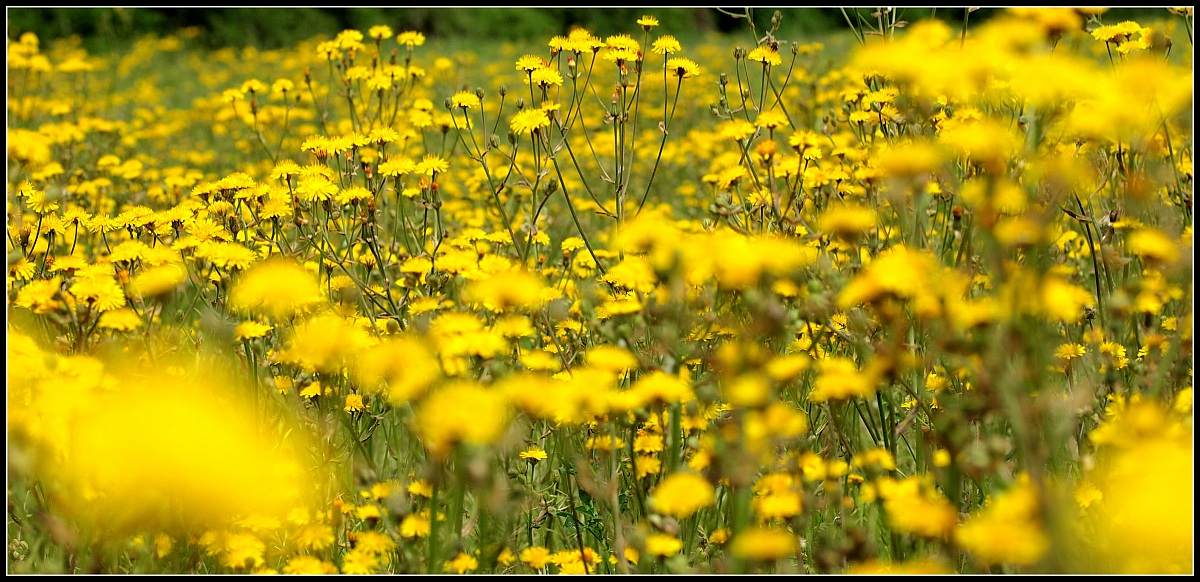 Anche i prati sono gialli