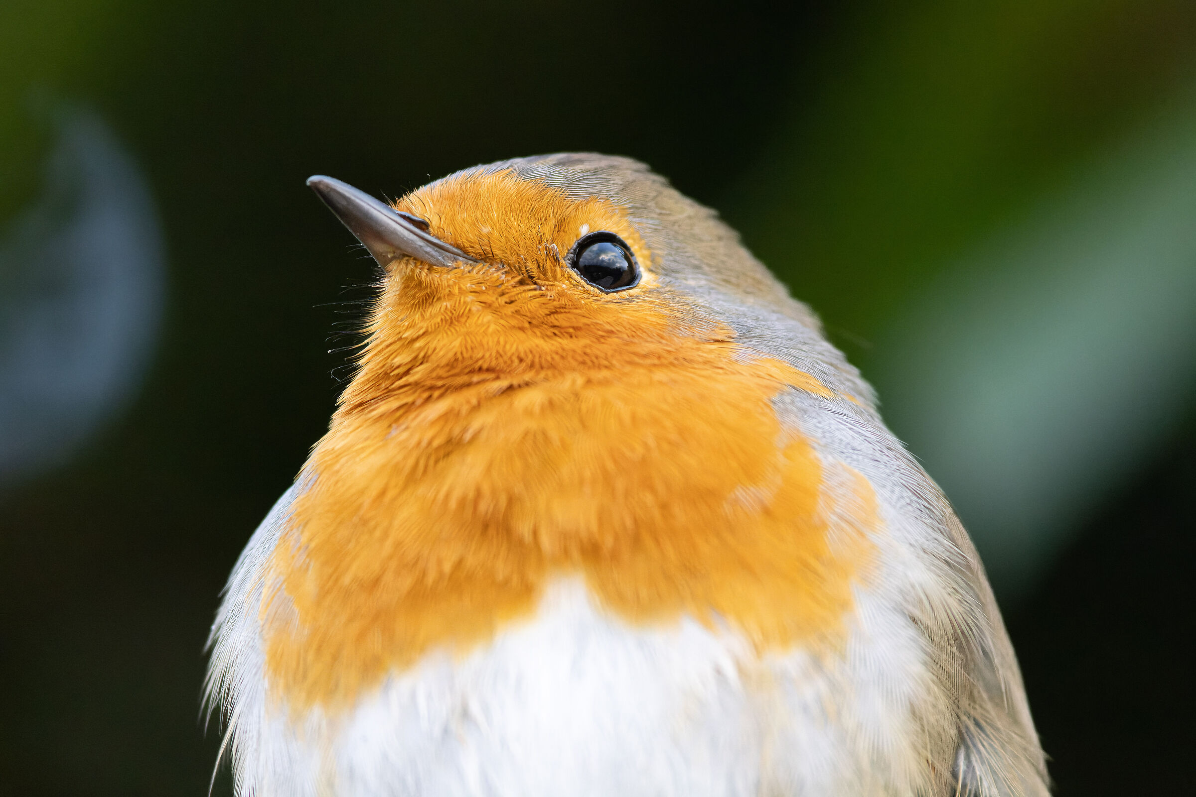 Sigma 500mm + 2x + 1.4x