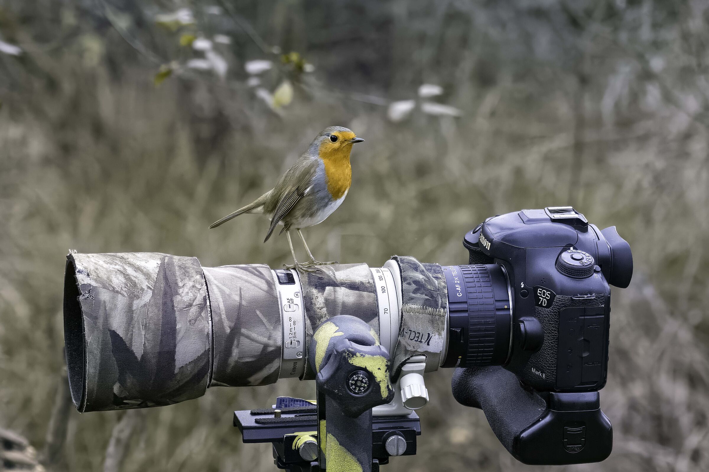 robin