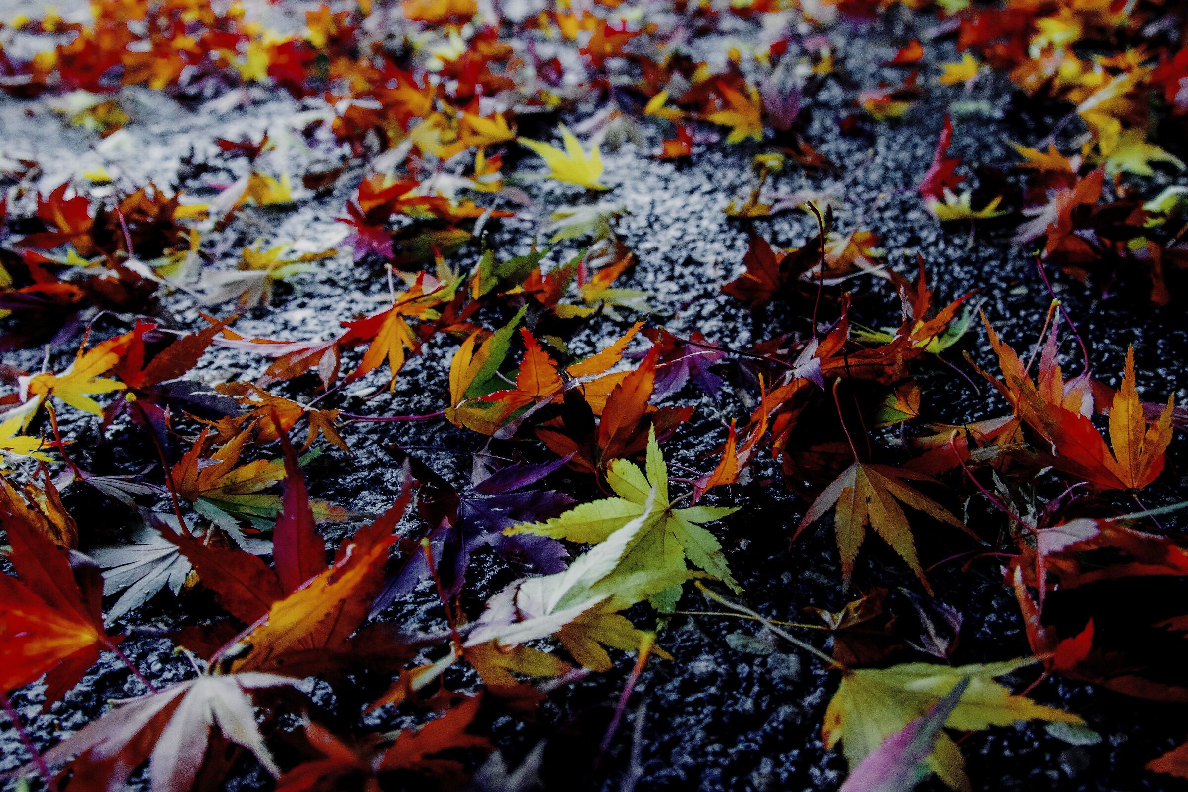 Fallen leaves