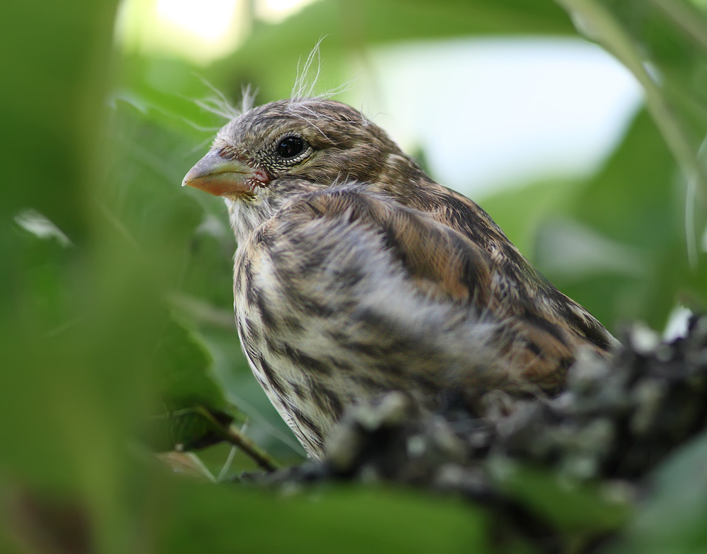 Serin juv