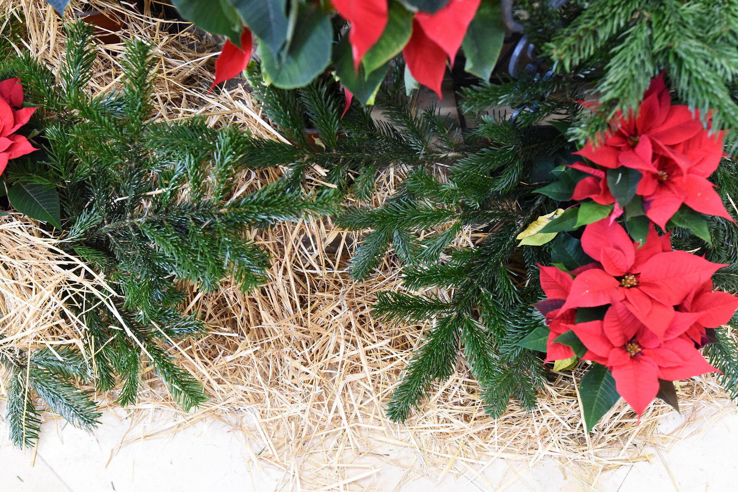 " ISO 8. 0 0 0 ", F. 2.8, 1/ 250- Sigma 28, 1.4 Ar...