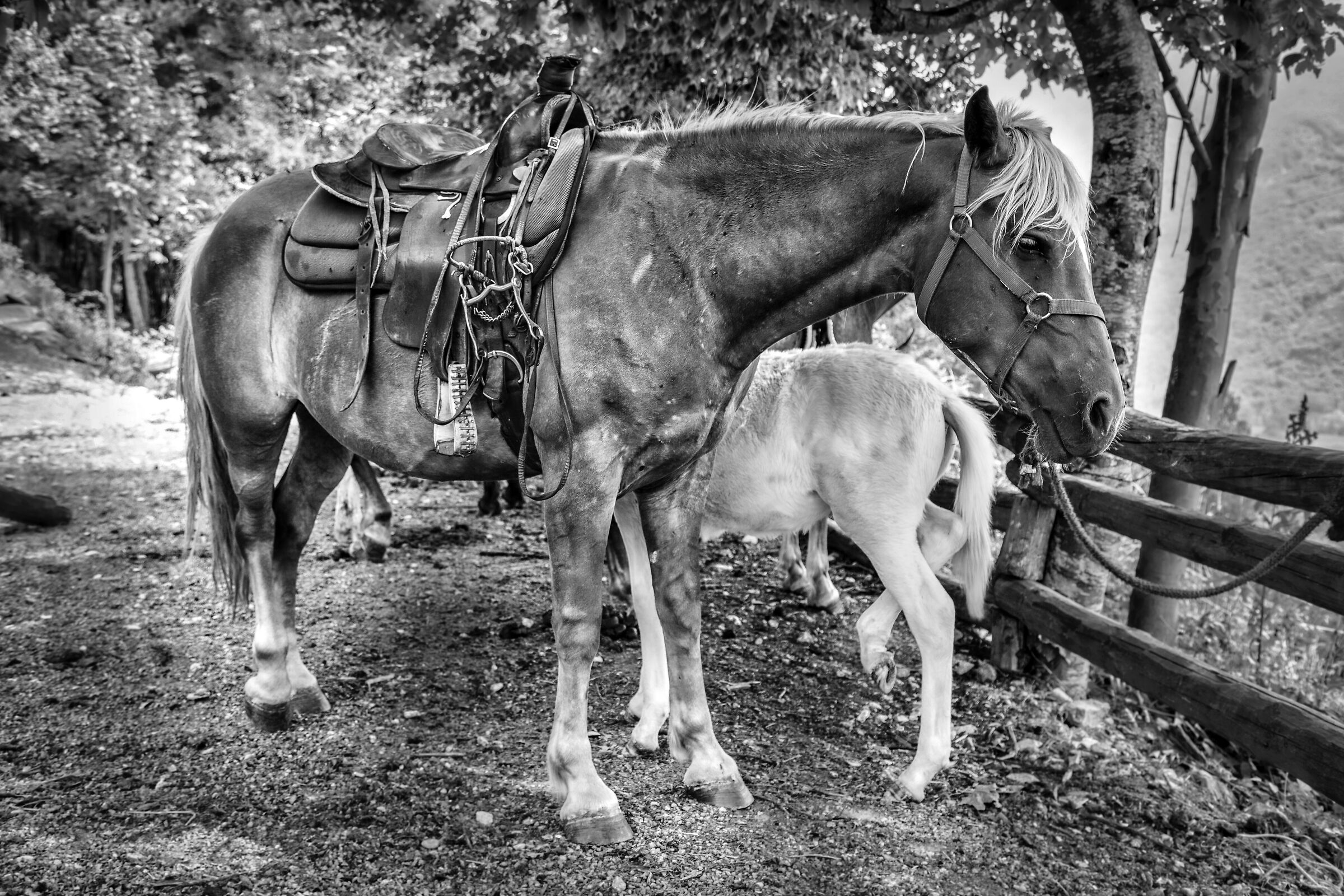Saddled
