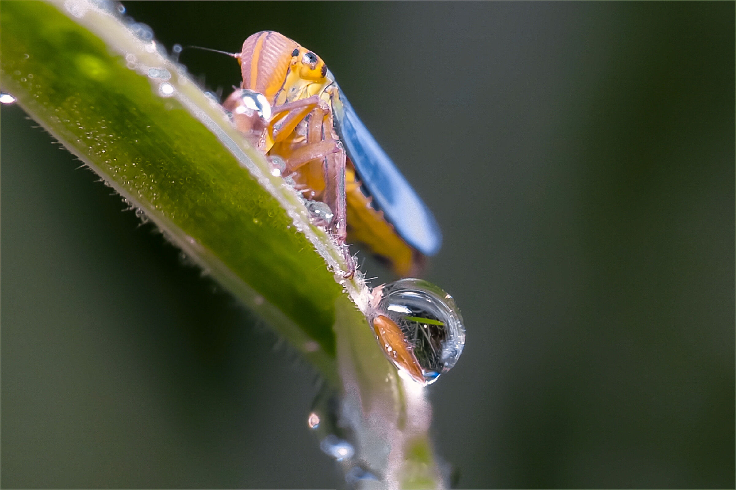 Green leafhopper