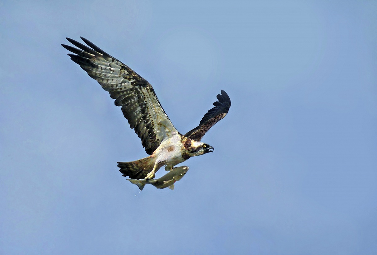 il dentice e ...il pescatore