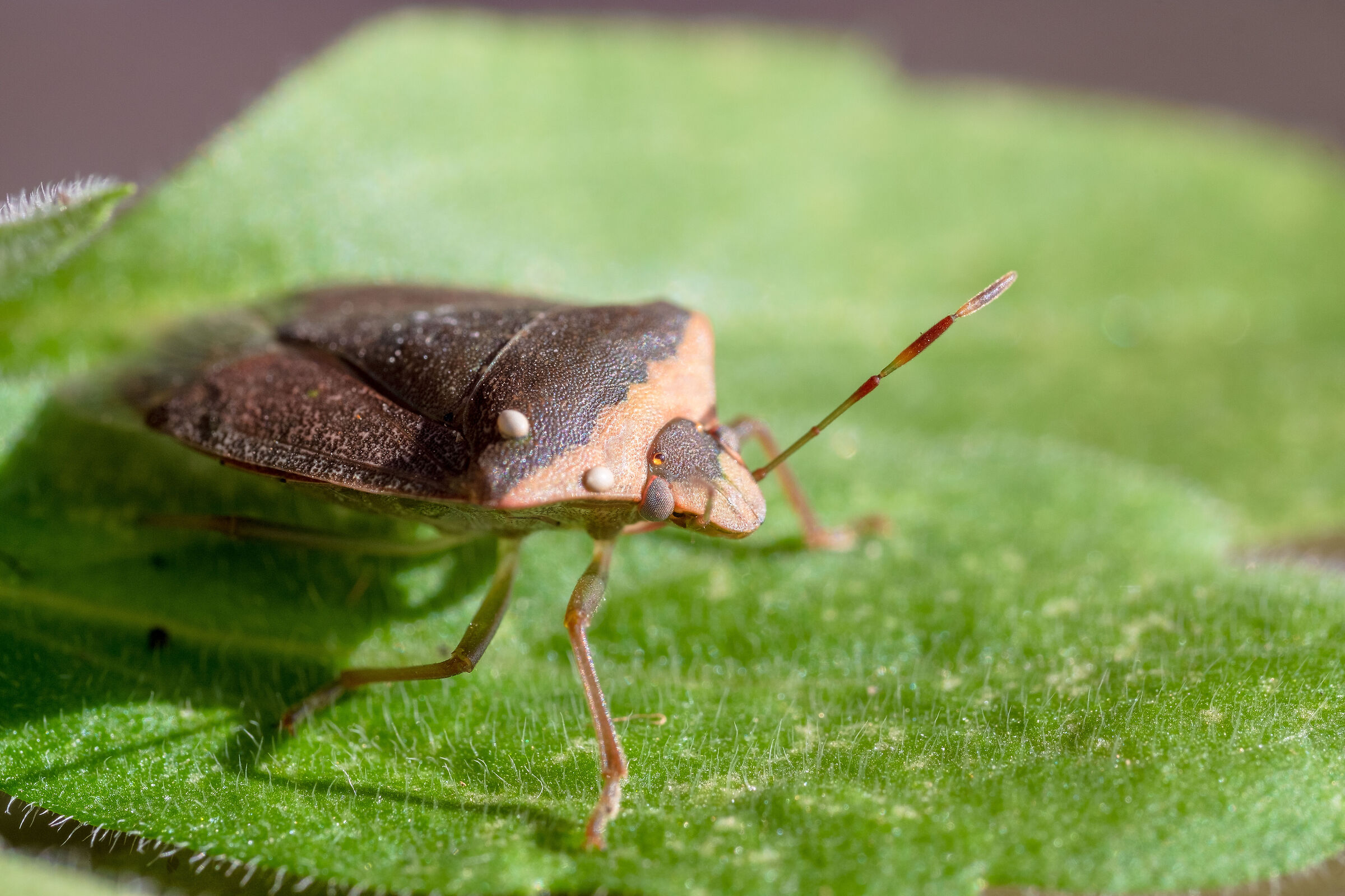 Green bed bug in winter