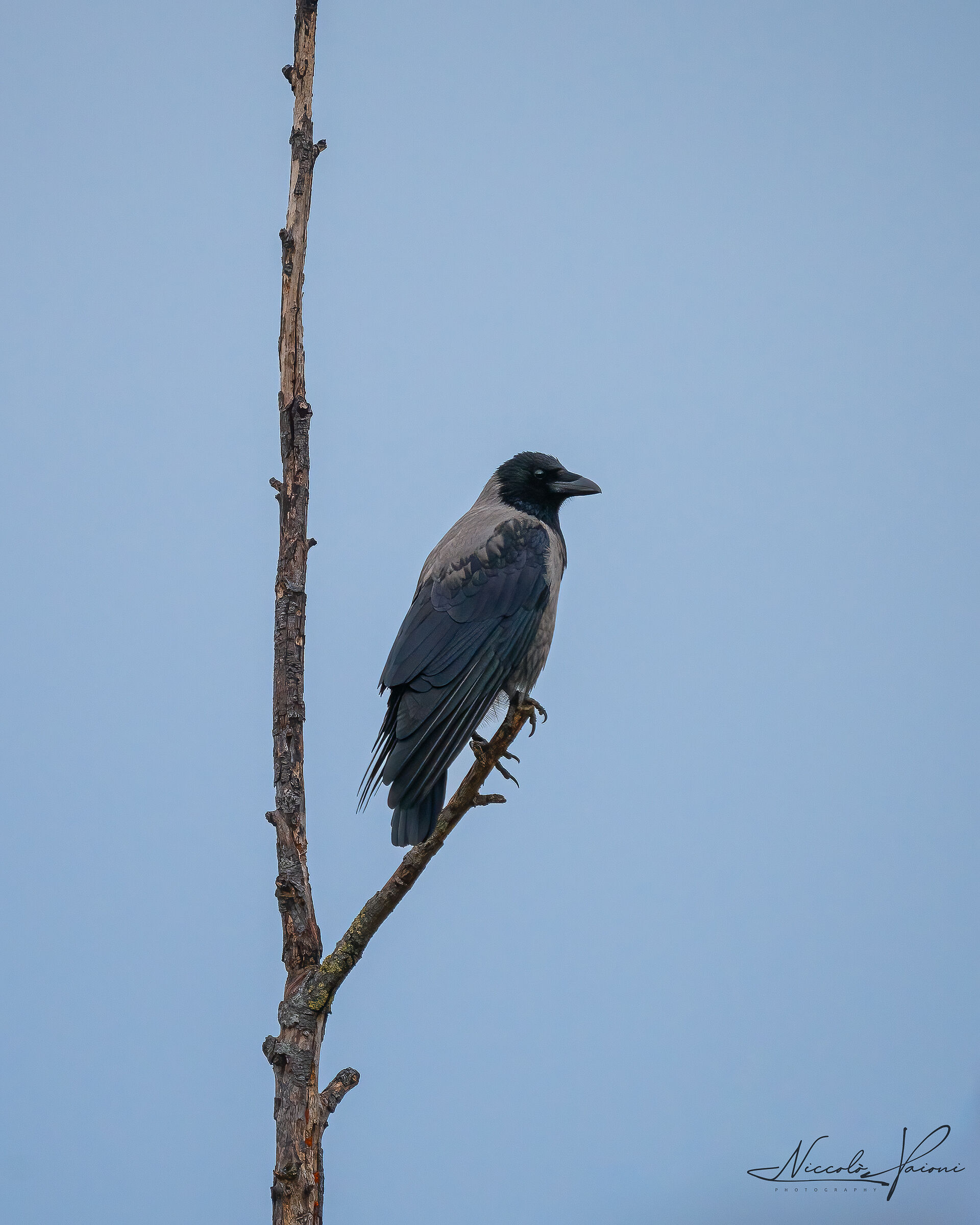 crow
