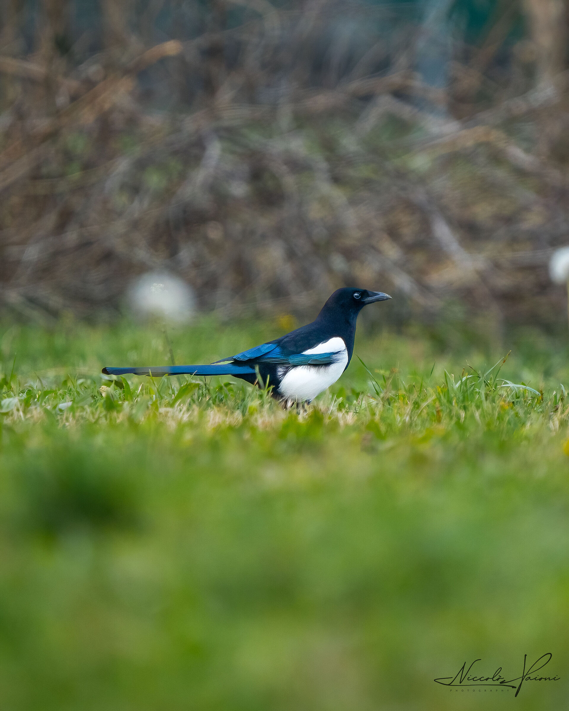 magpie