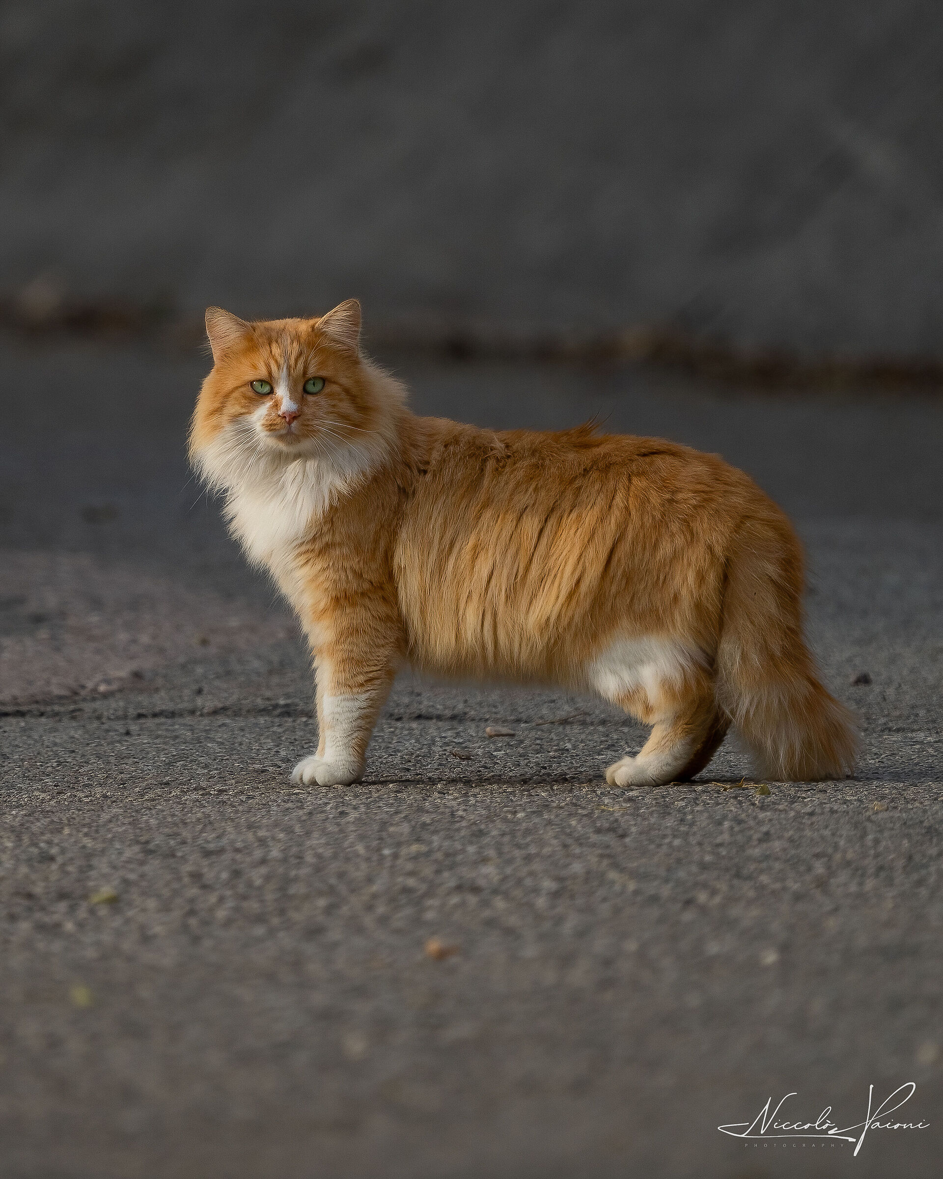 cat