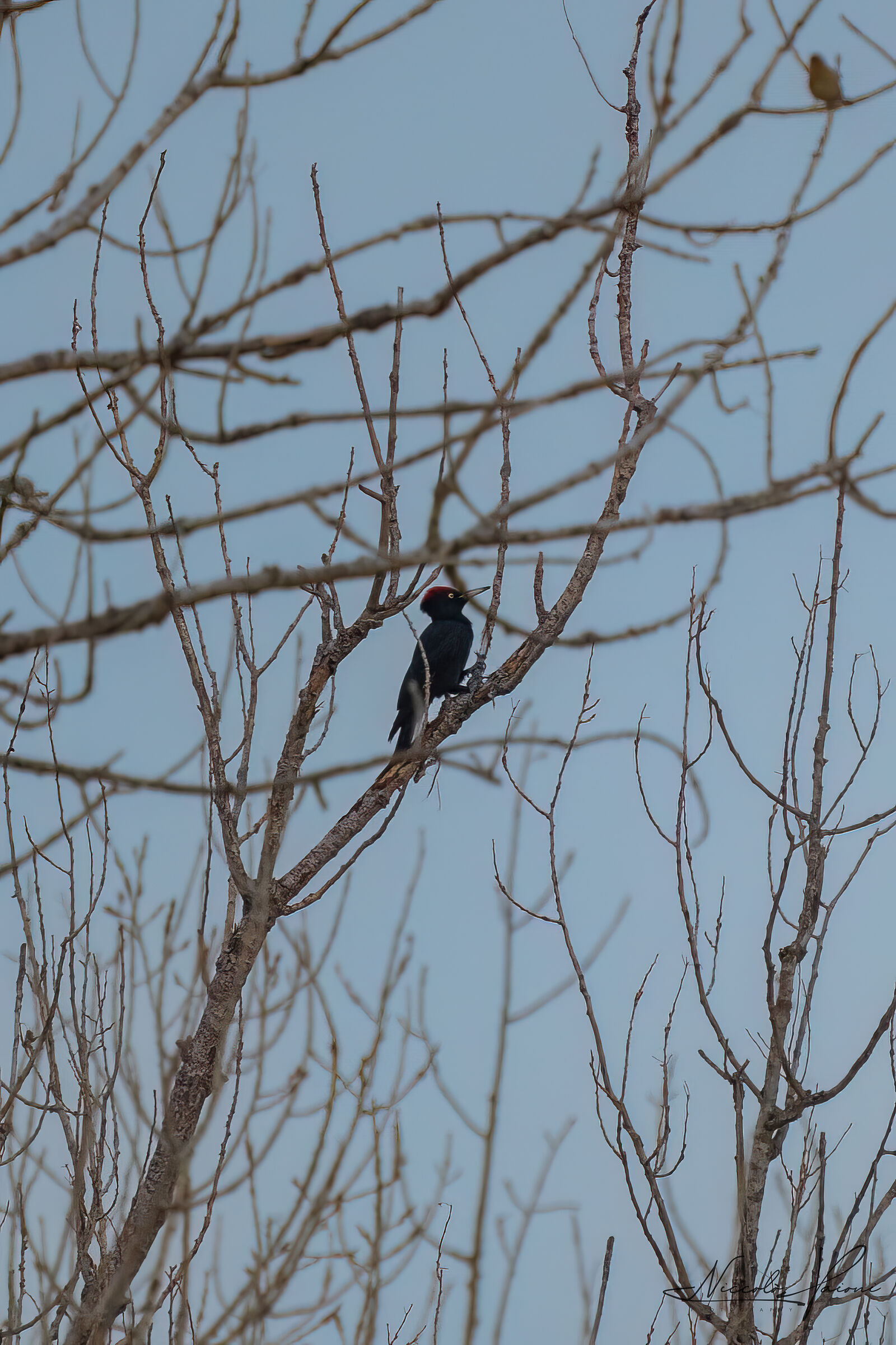 Woodpecker (Mod Topaz)