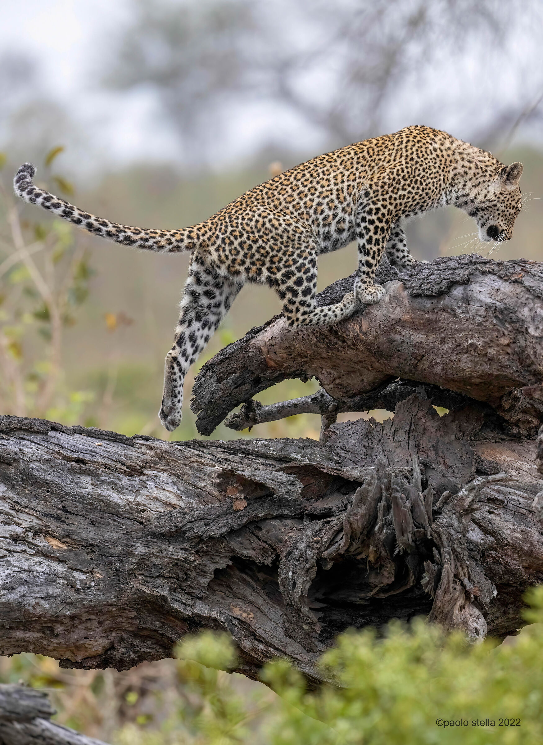 Climbing