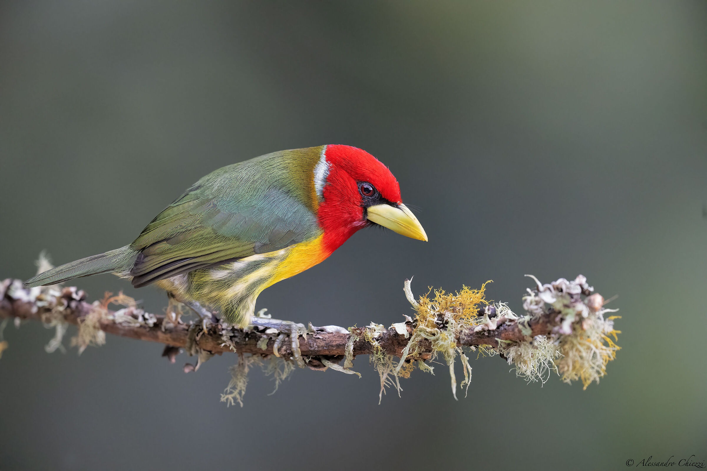 Red-headed bearded