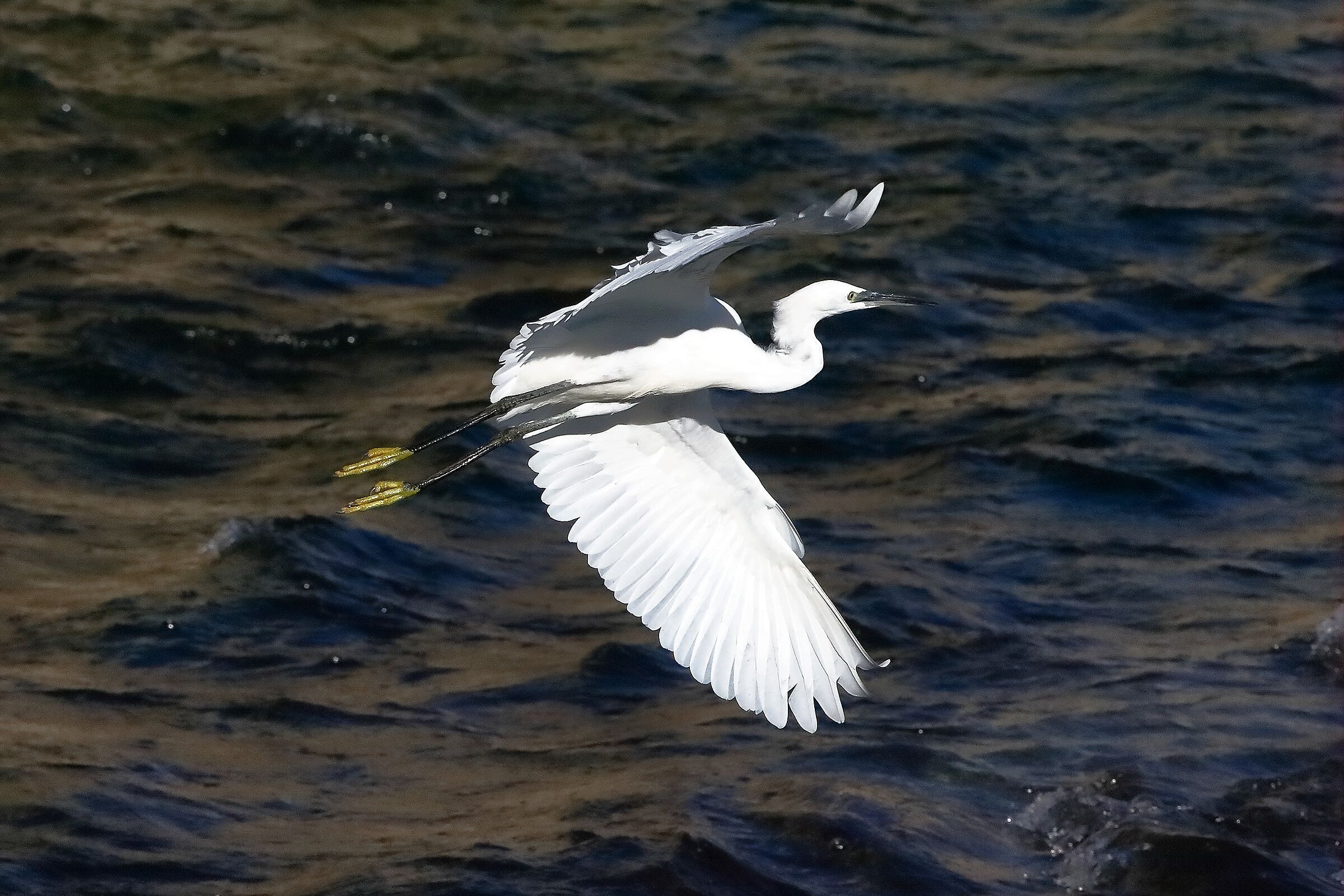 garzetta 22 ottobre 2022