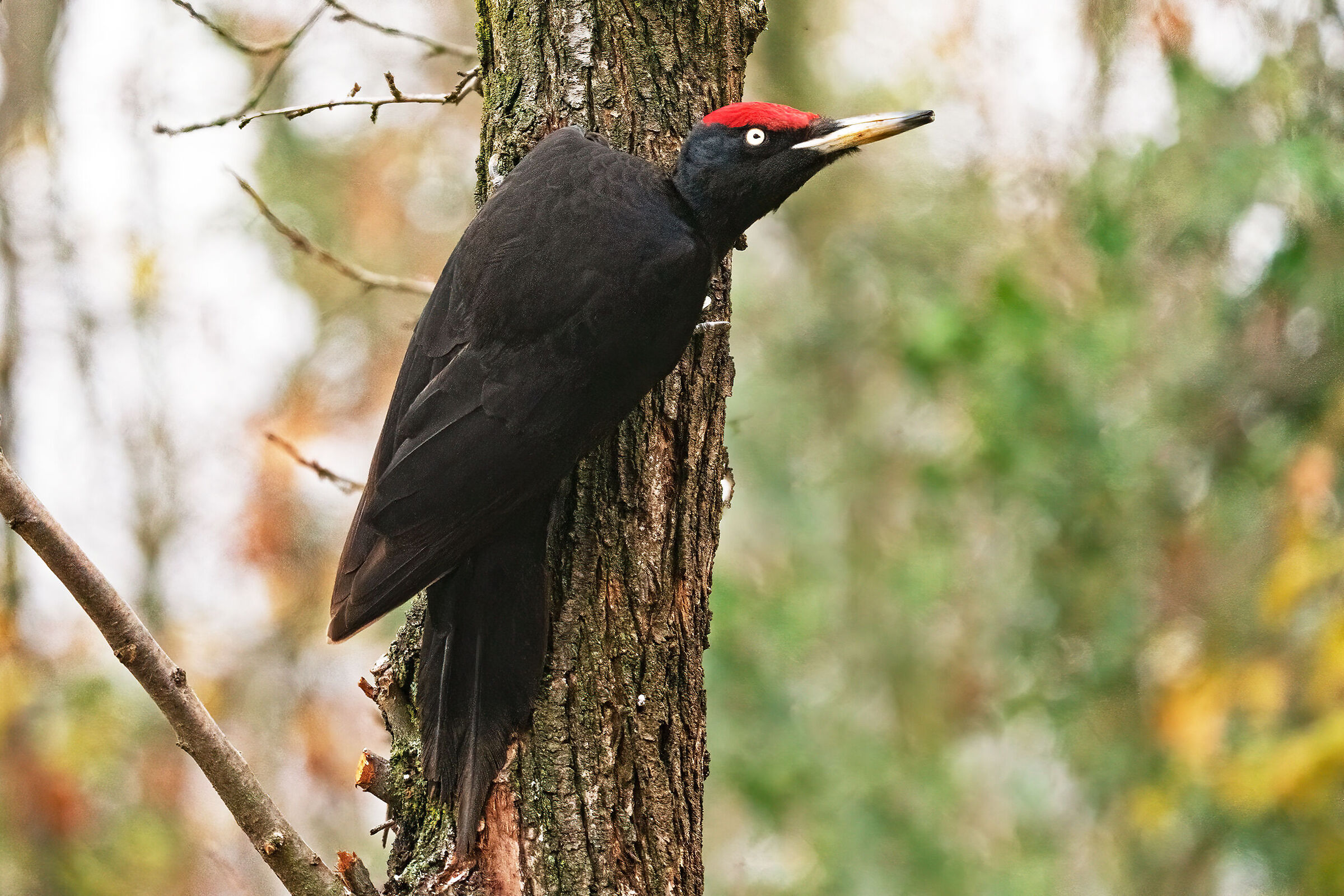 Black woodpecker