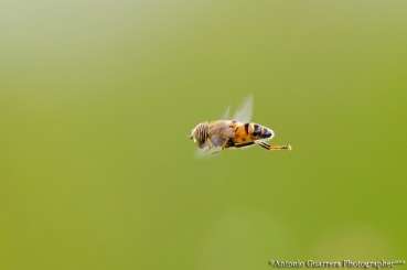 Fly