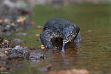 Varanus salvator