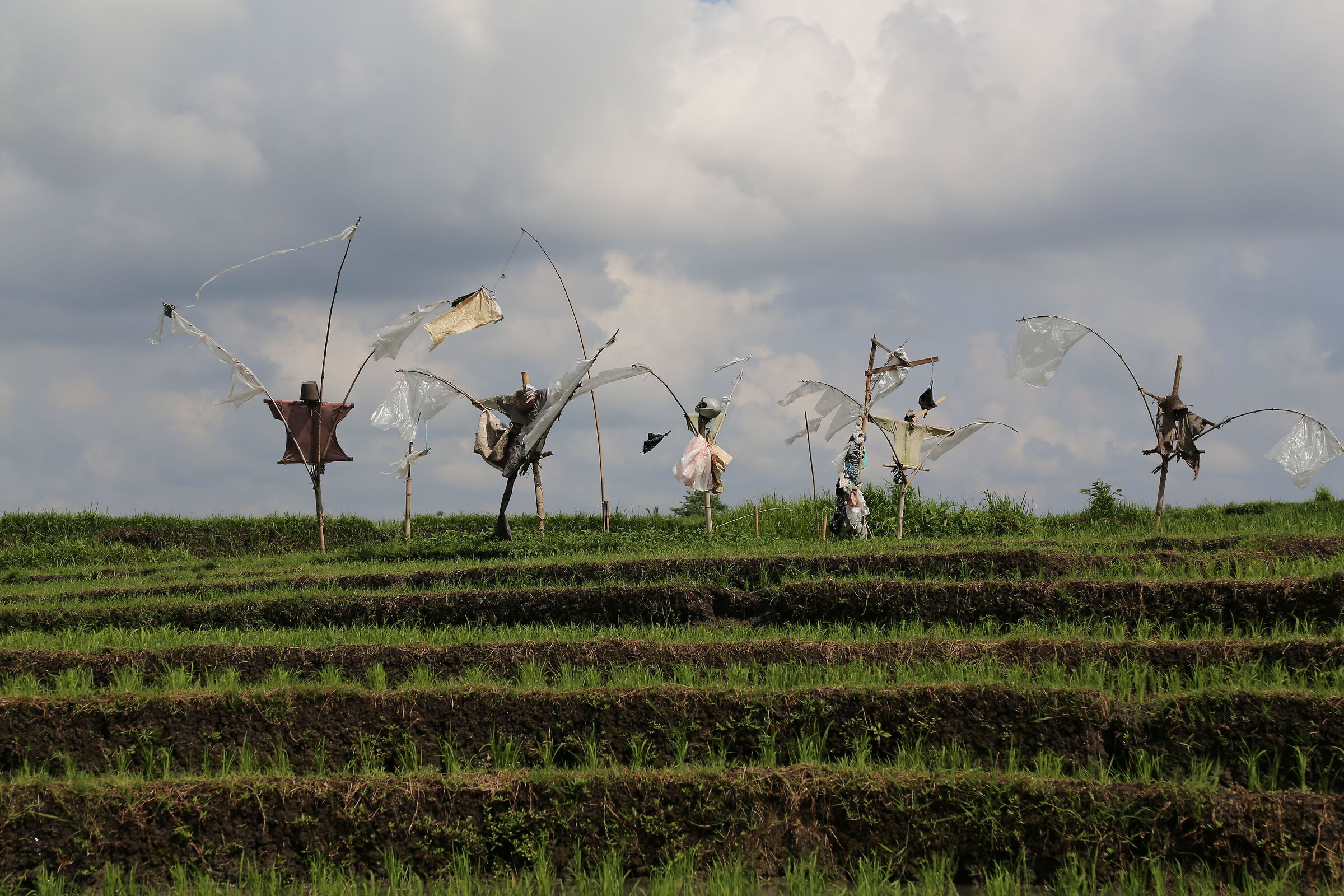Scarecrow