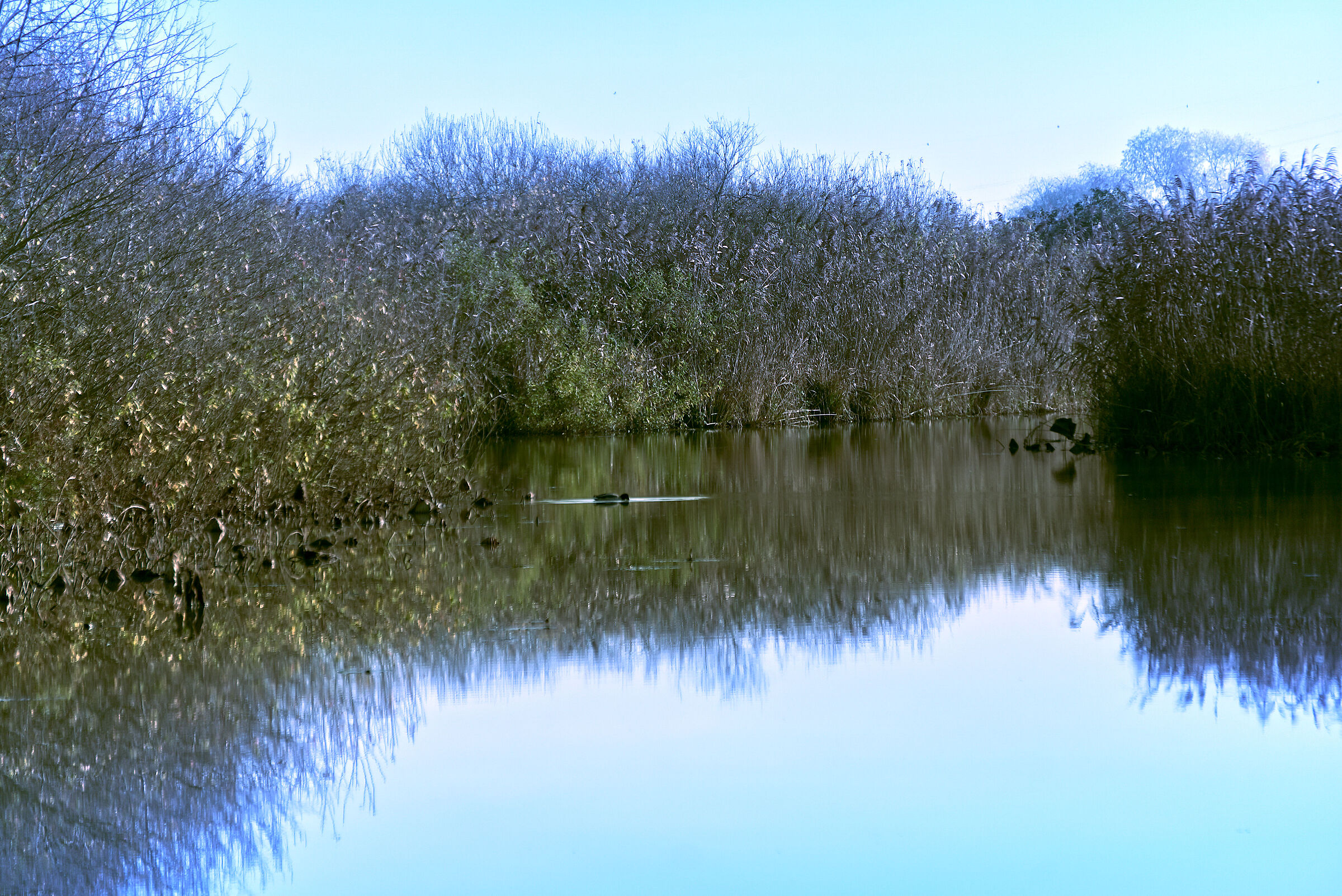 segni di vita nella palude