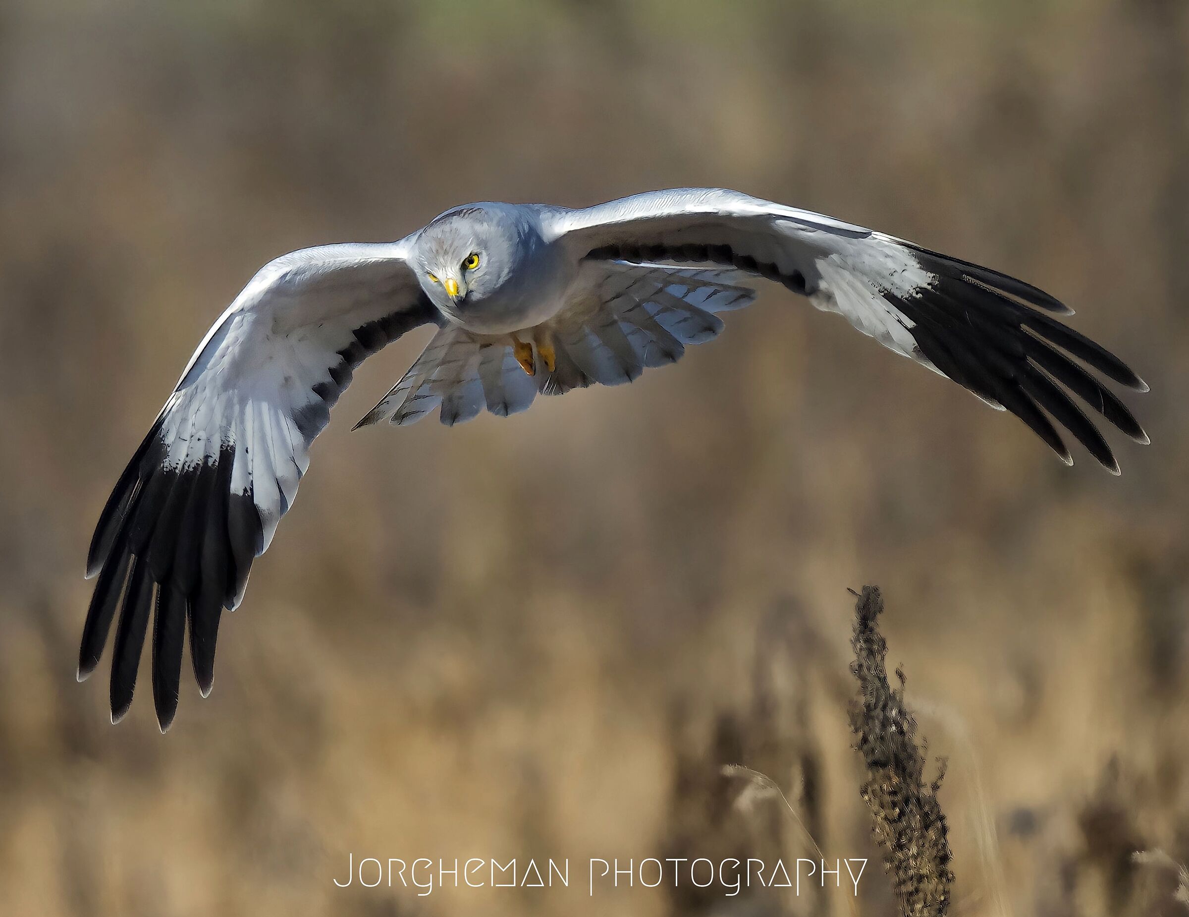 Albanella reale maschio