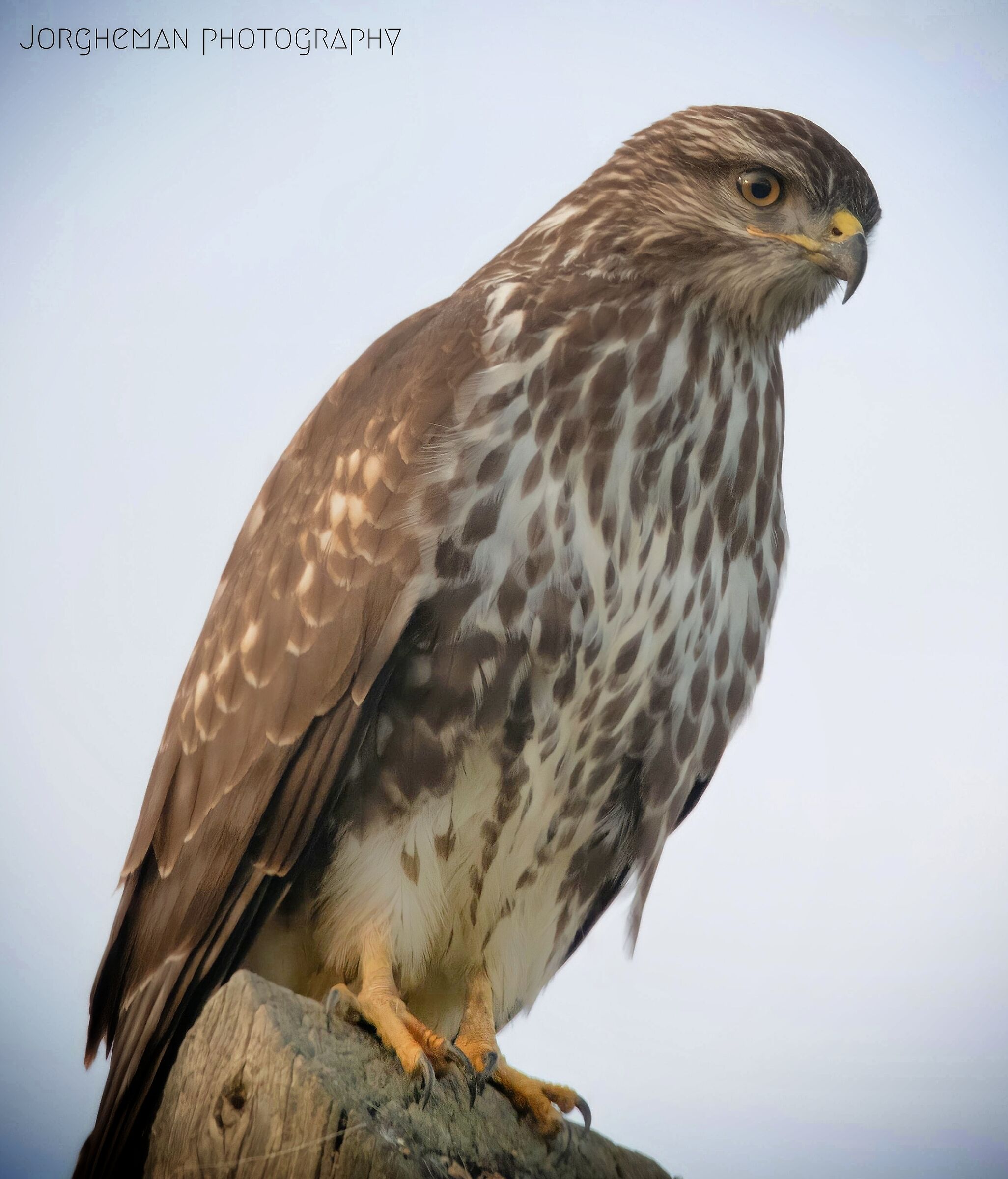 Buteo buteo