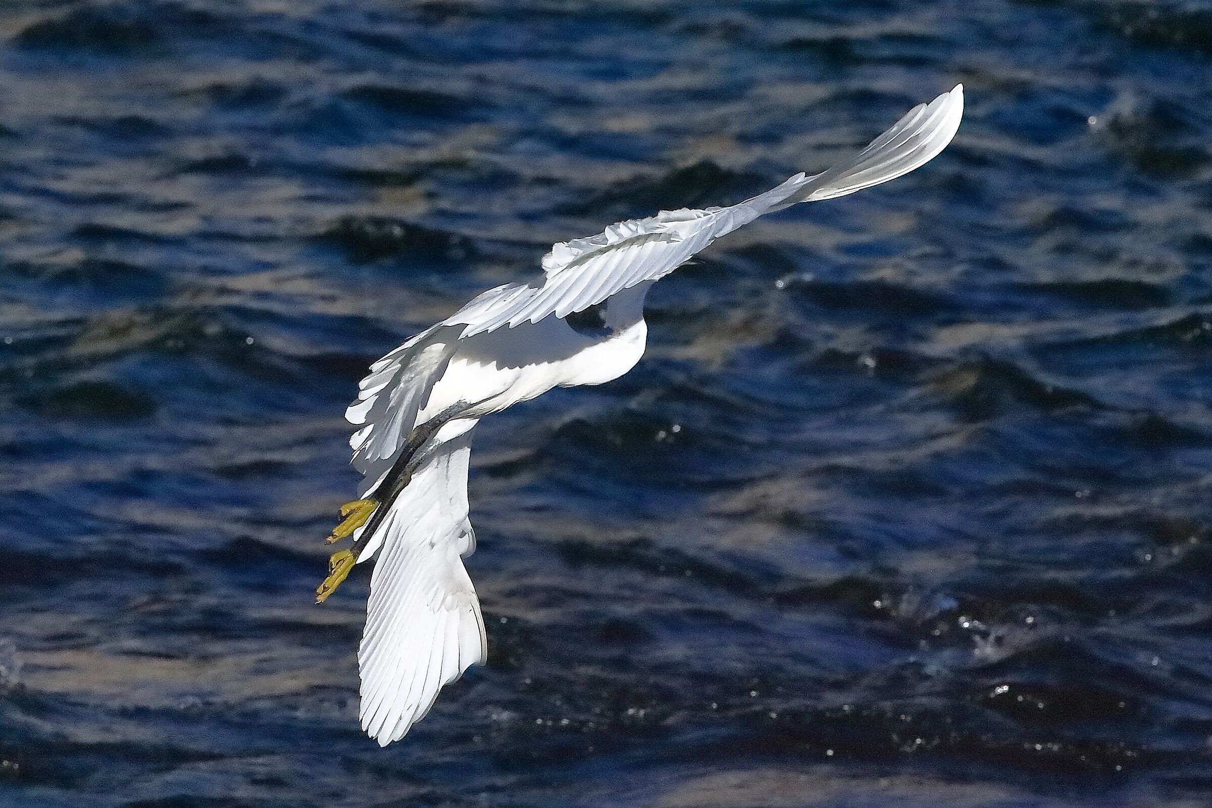 garzetta 22 ttobre 2022