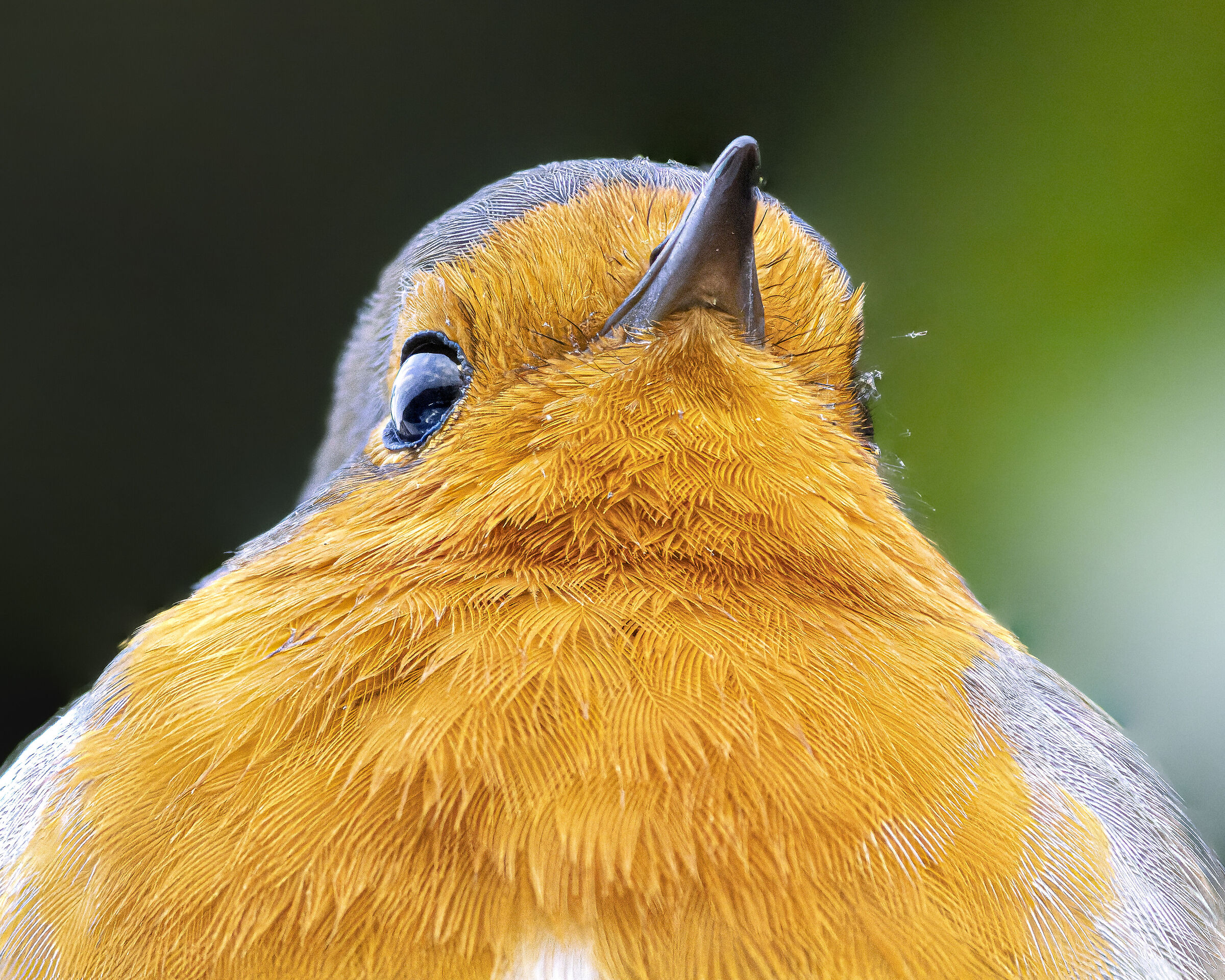 R5+Sigma500F4+2x+1.4x + Stacking 10 Foto