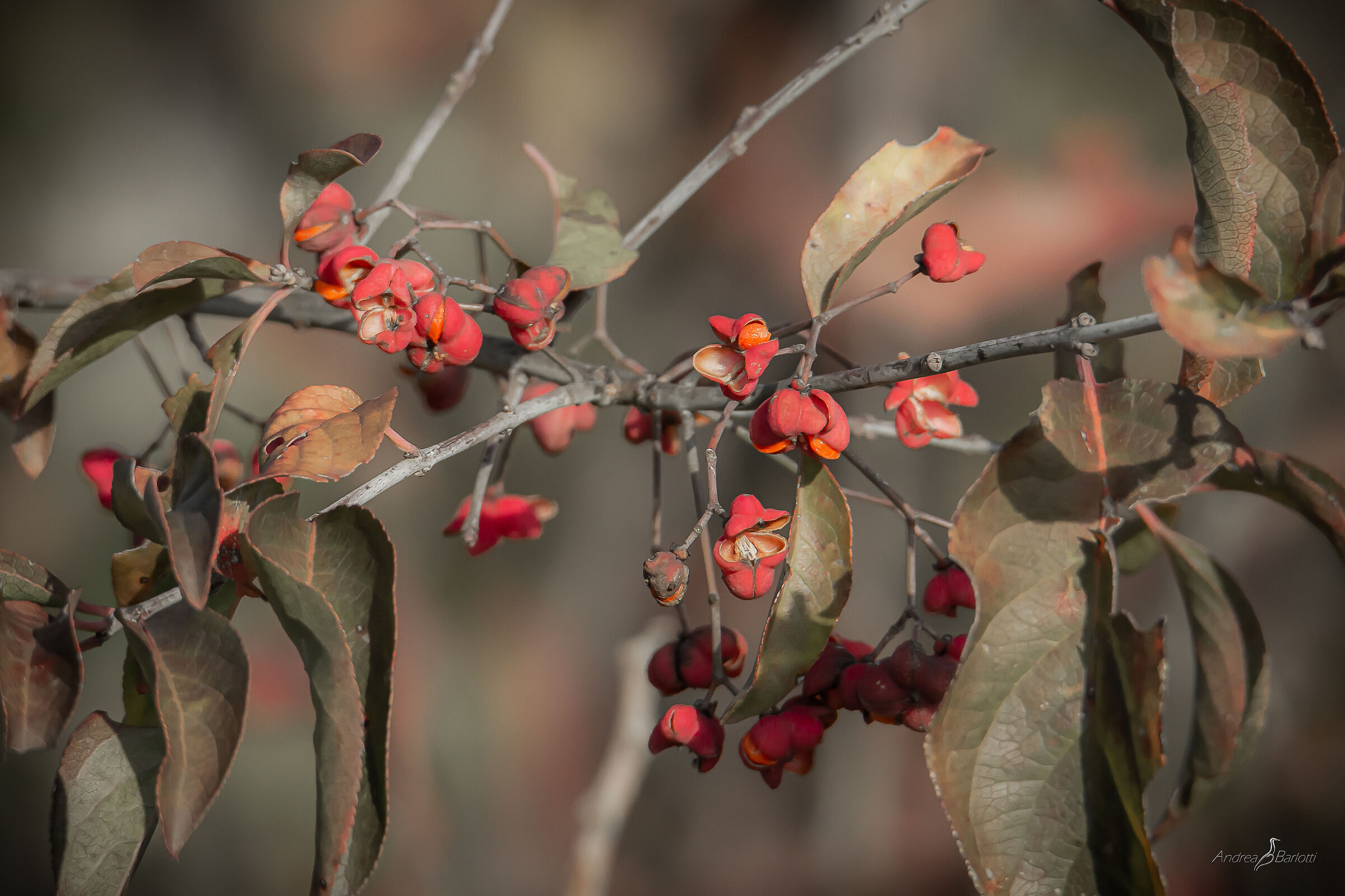 Christmas seeds