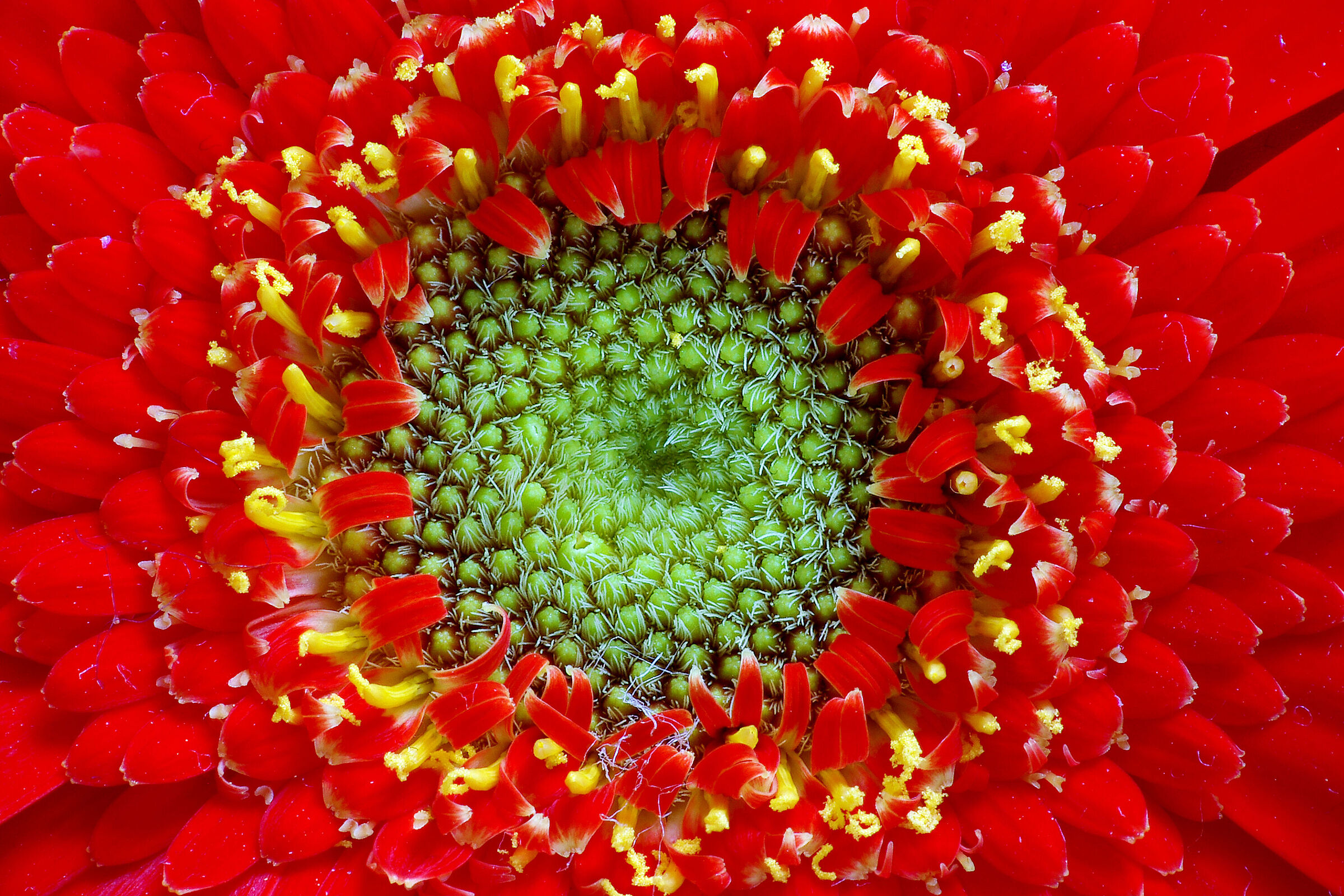 Gerbera
