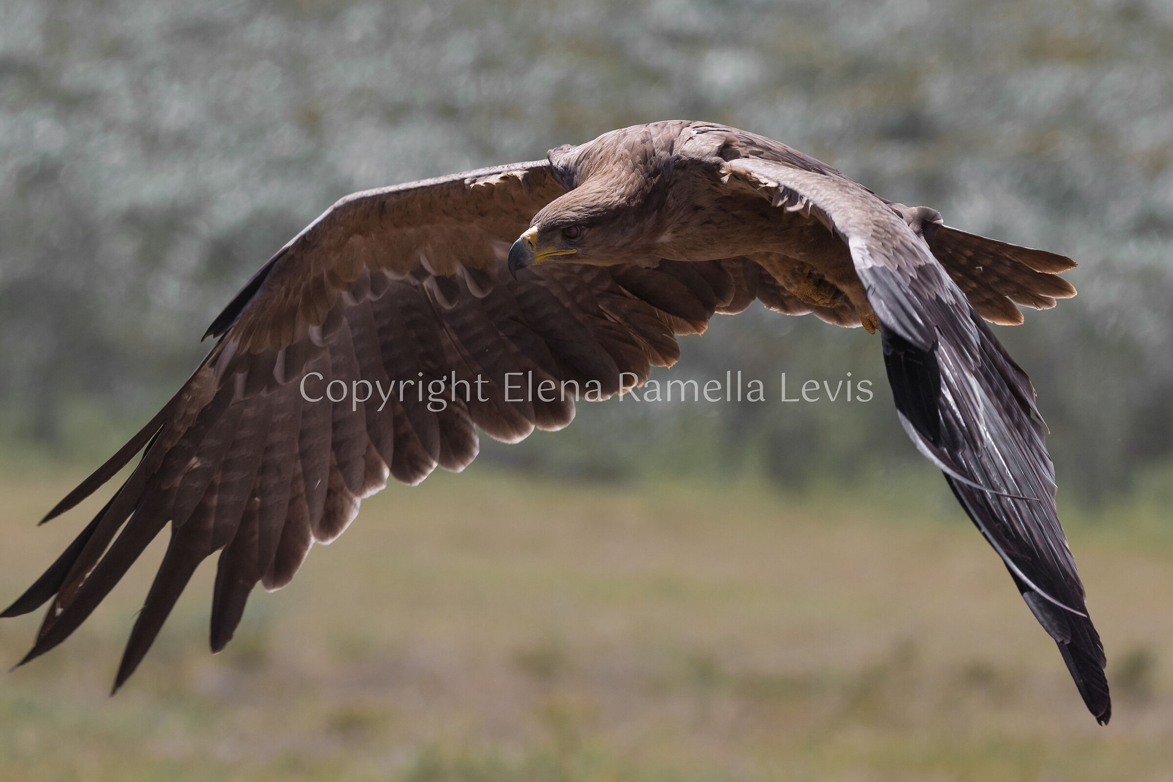 Tawny eagle (Aquila rapax)