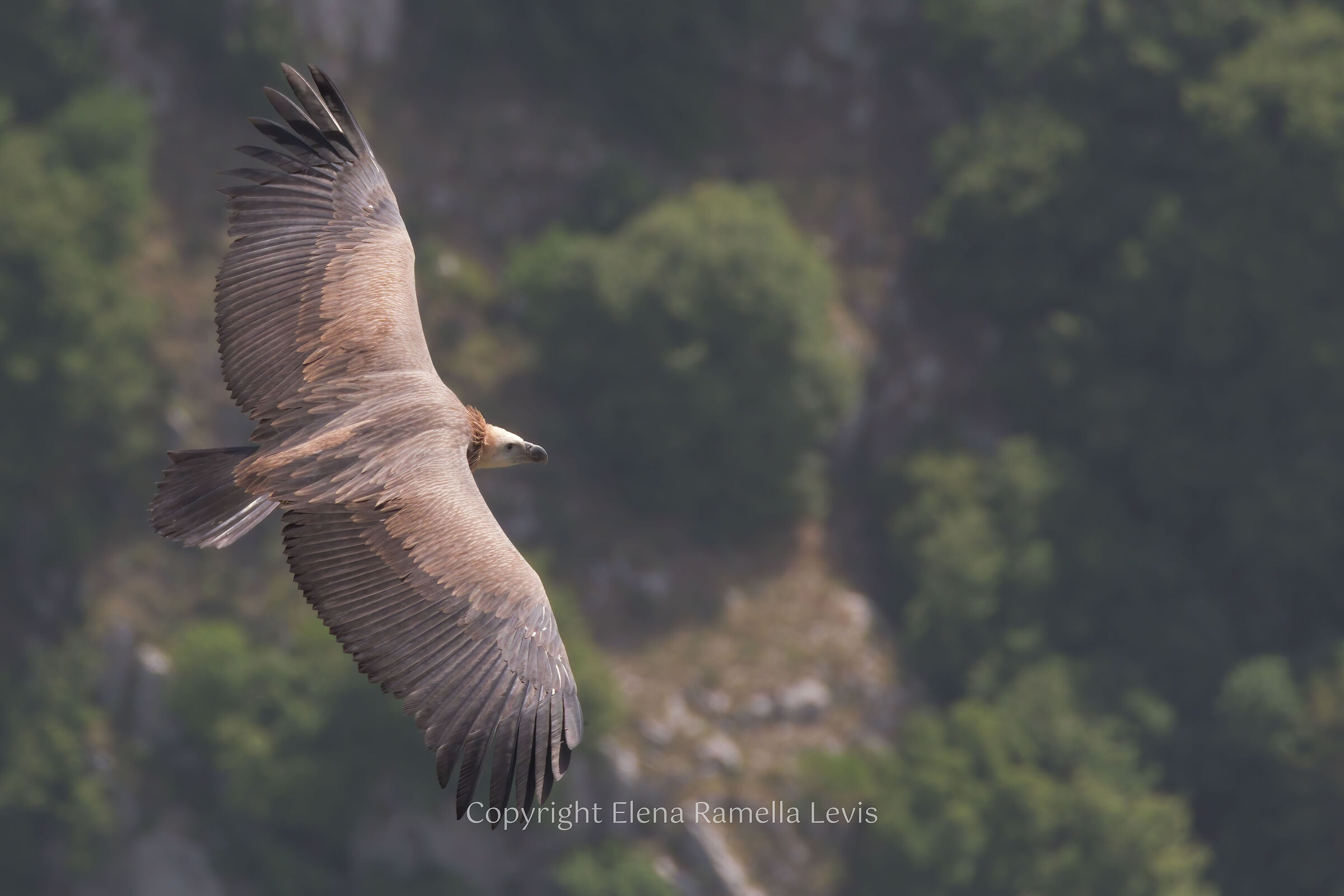Giovane di grifone Eurasiatico (Gyps fulvus)