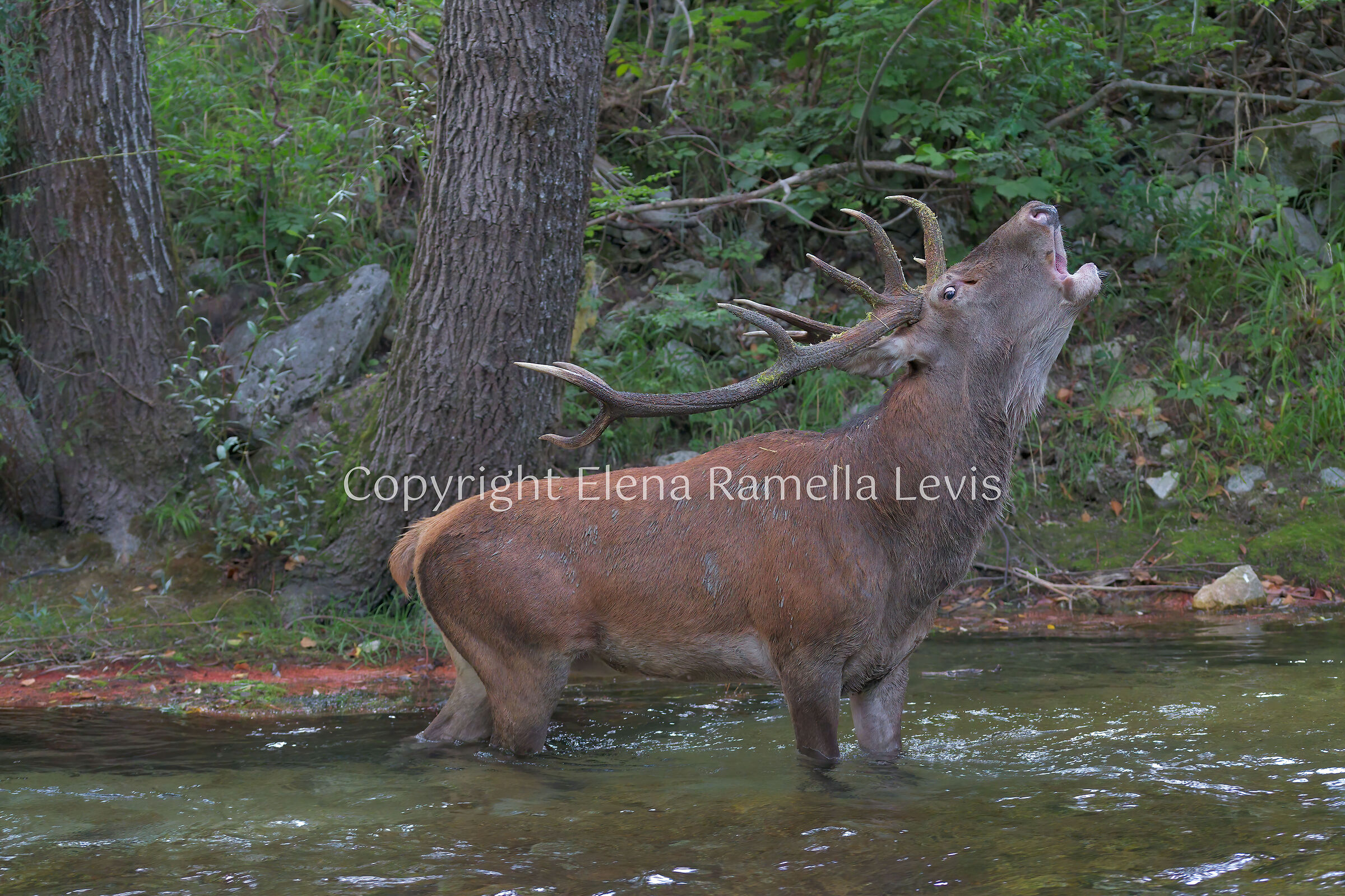Cervus elaphus