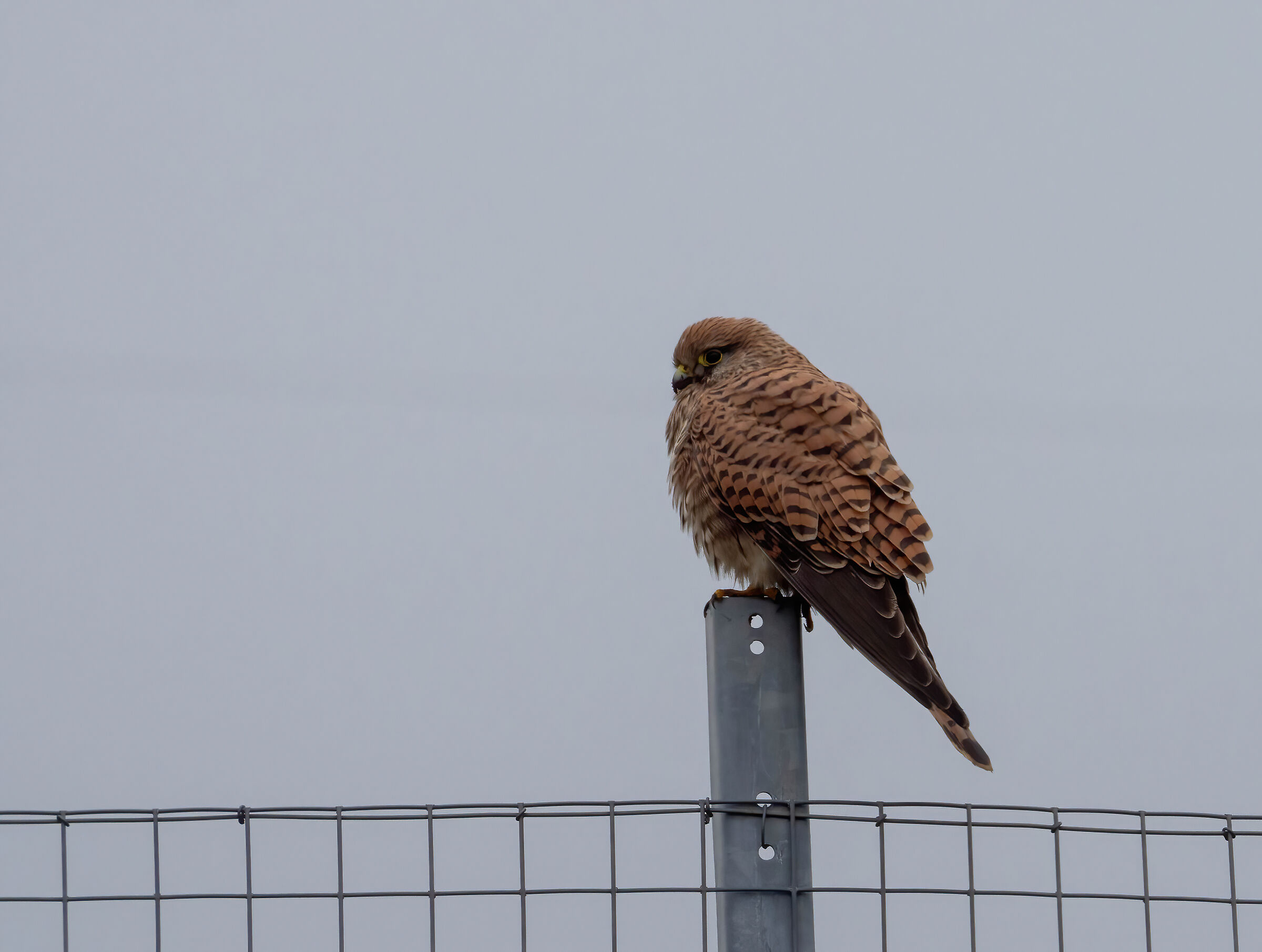 Kestrel